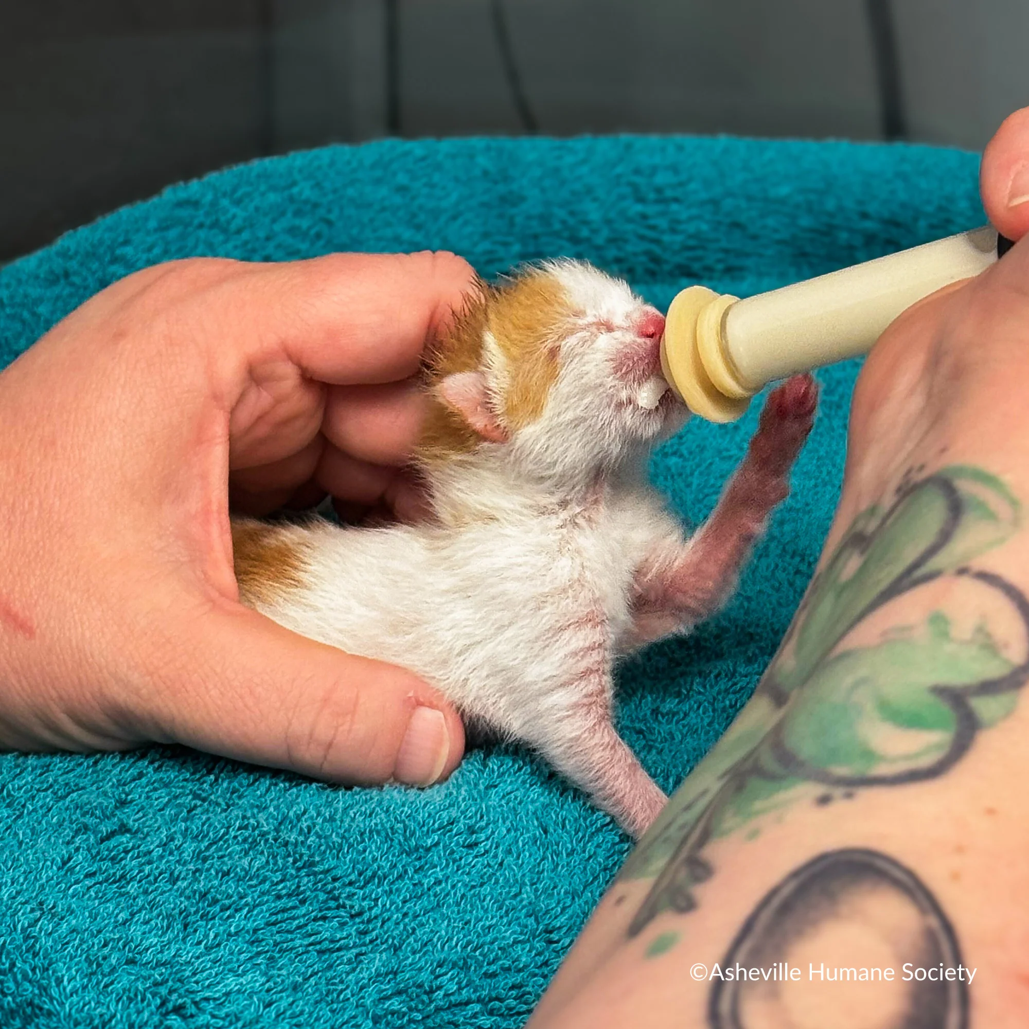 Emergency Care: Life-Saving Formula Kits For Fur Babies - Image 20