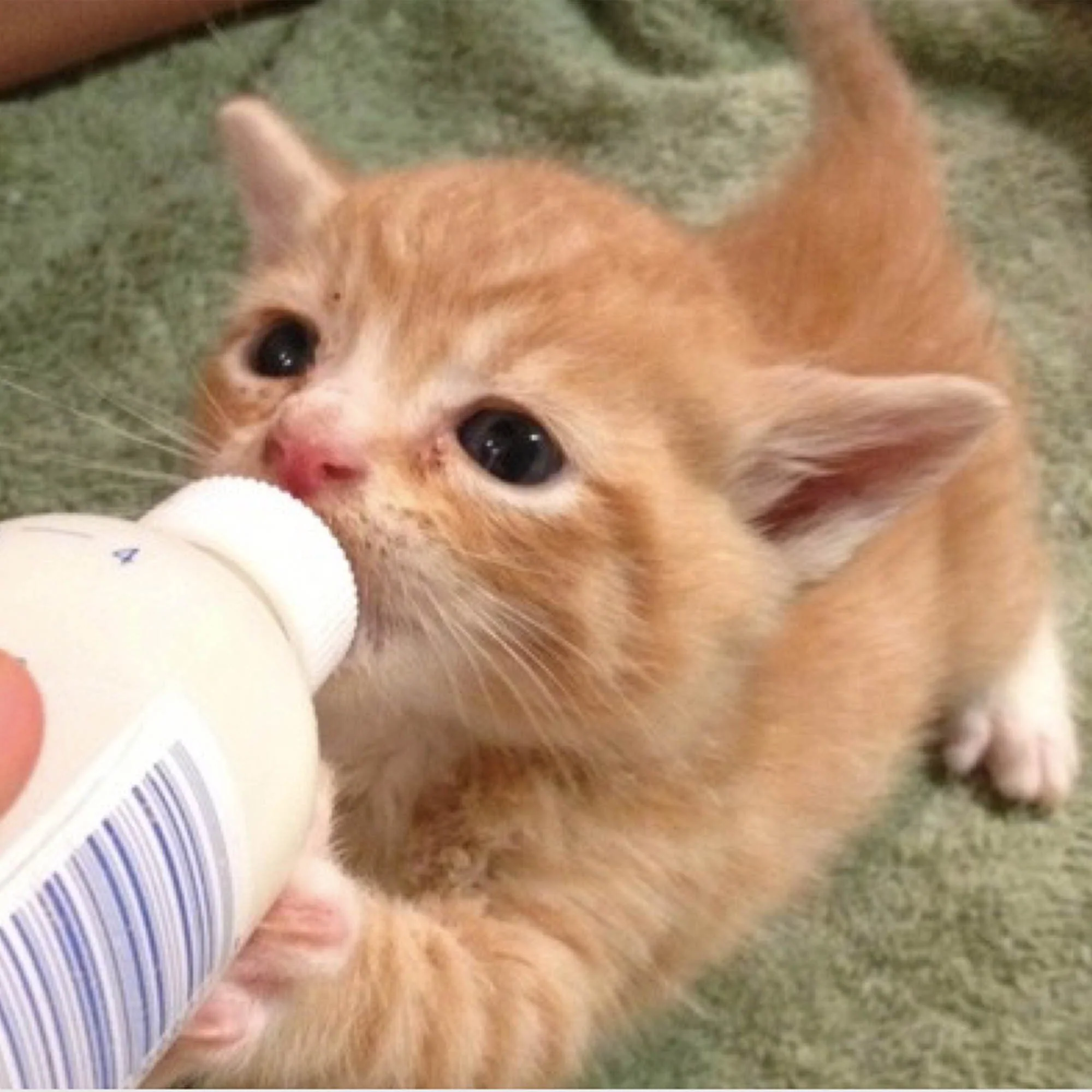 Emergency Care: Life-Saving Formula Kits For Fur Babies - Image 8