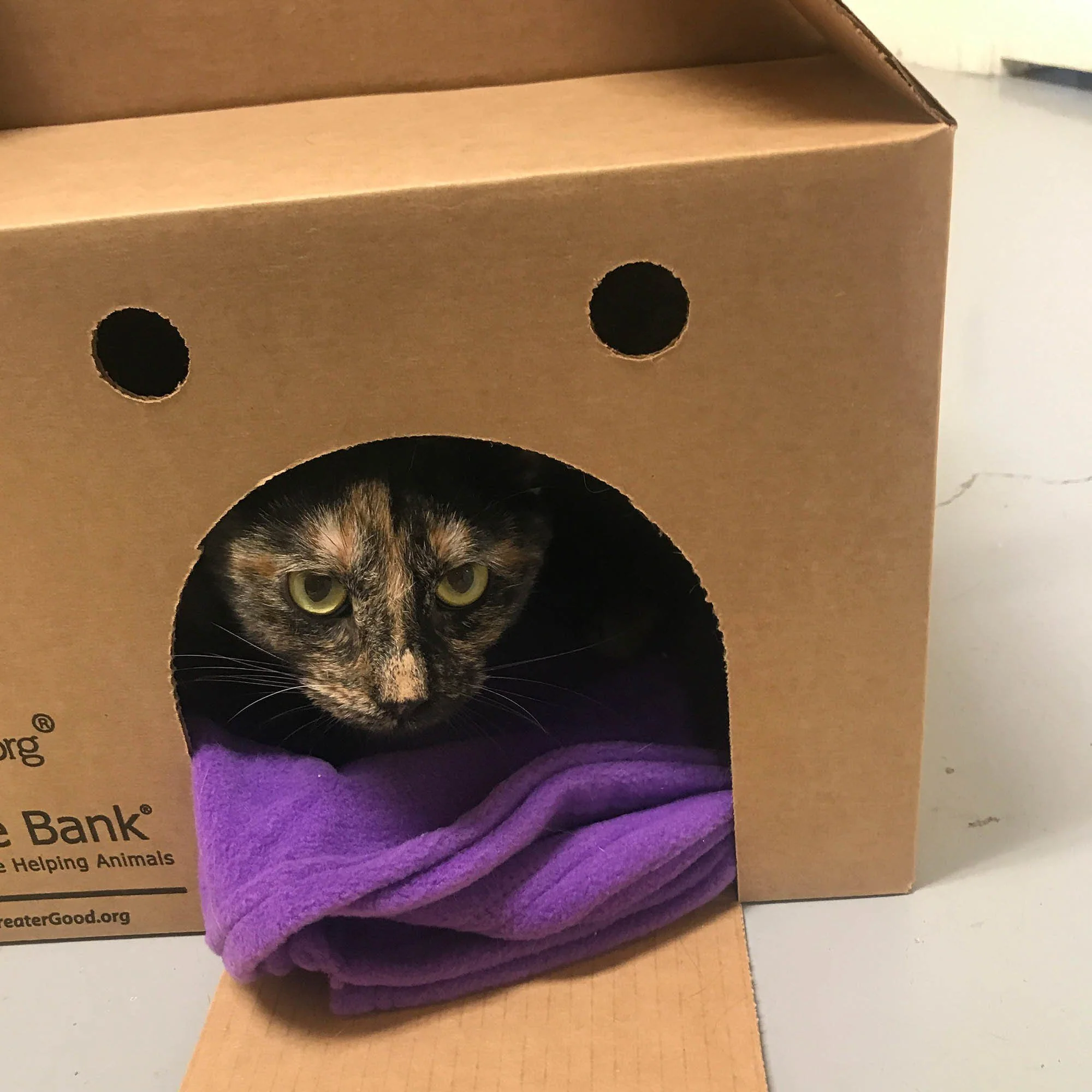 Send Vital Supplies to Shelters Saving Pets’ Lives - Image 13