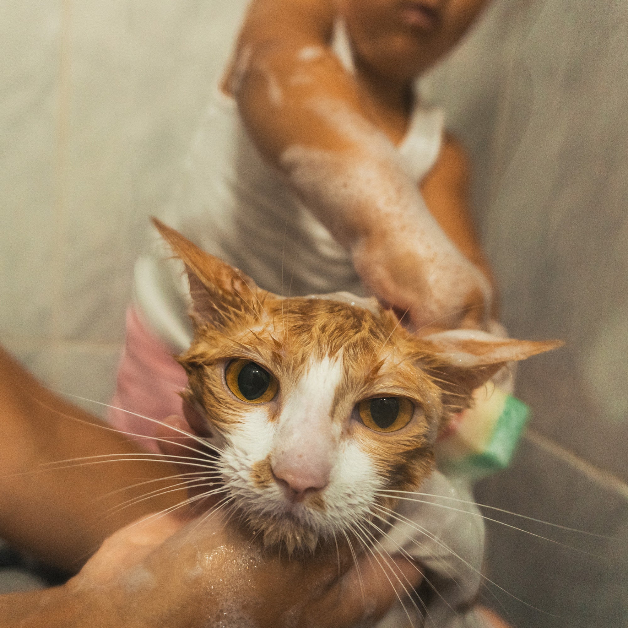 Ready For Adoption: Provide Essential Grooming Supplies to Save Pets' Lives - Image 13