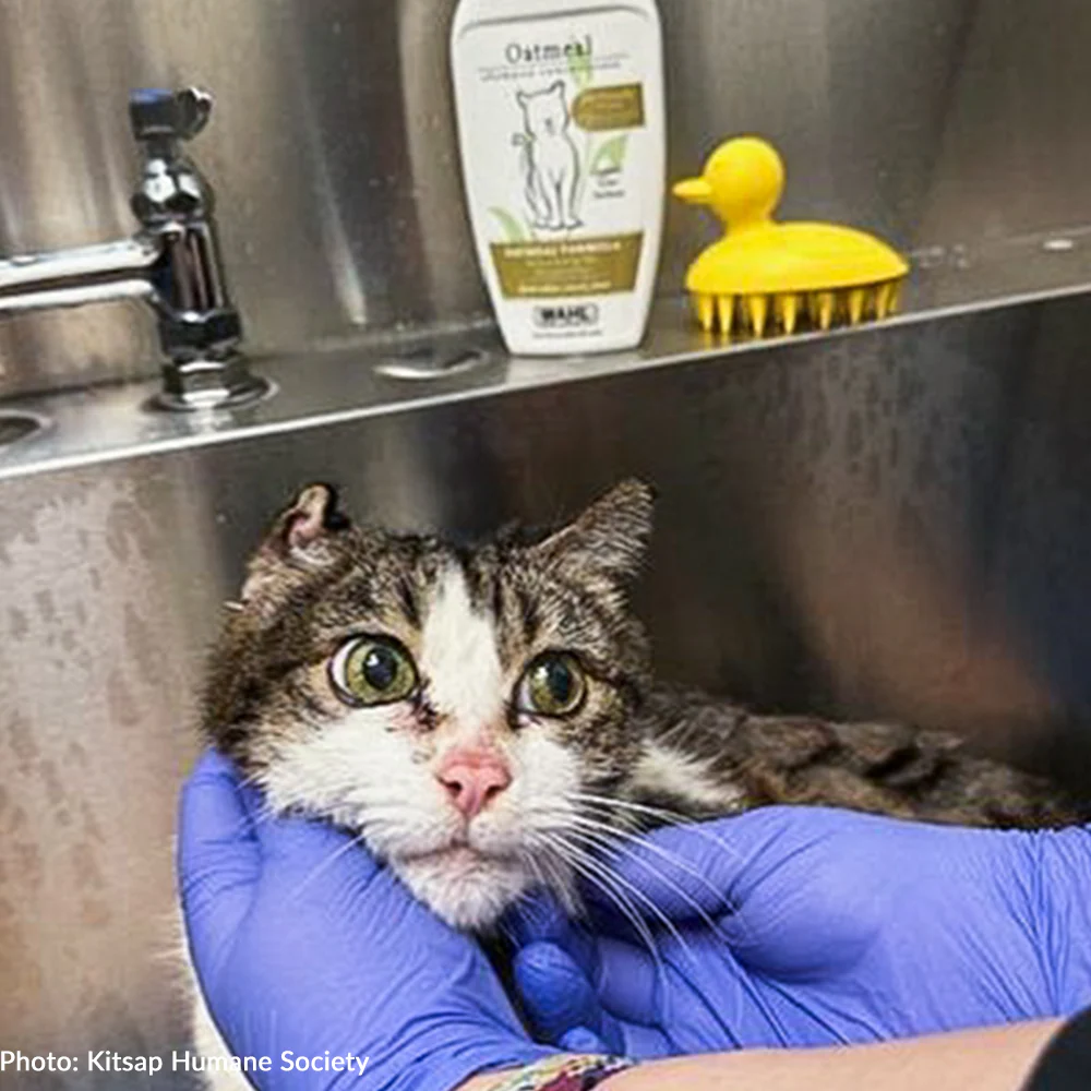 Ready For Adoption: Provide Essential Grooming Supplies to Save Pets' Lives - Image 2