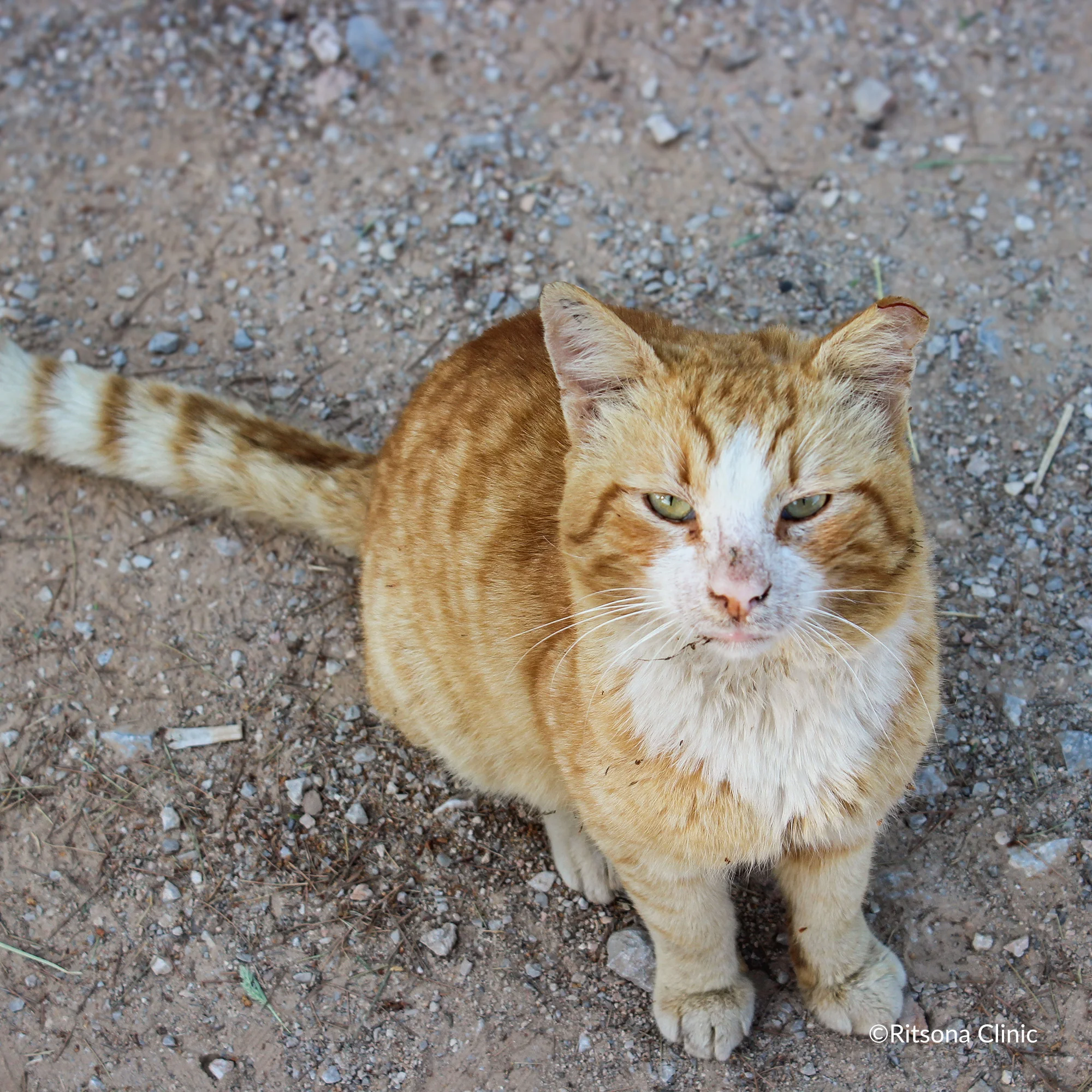 Ready For Adoption: Provide Essential Grooming Supplies to Save Pets' Lives - Image 22