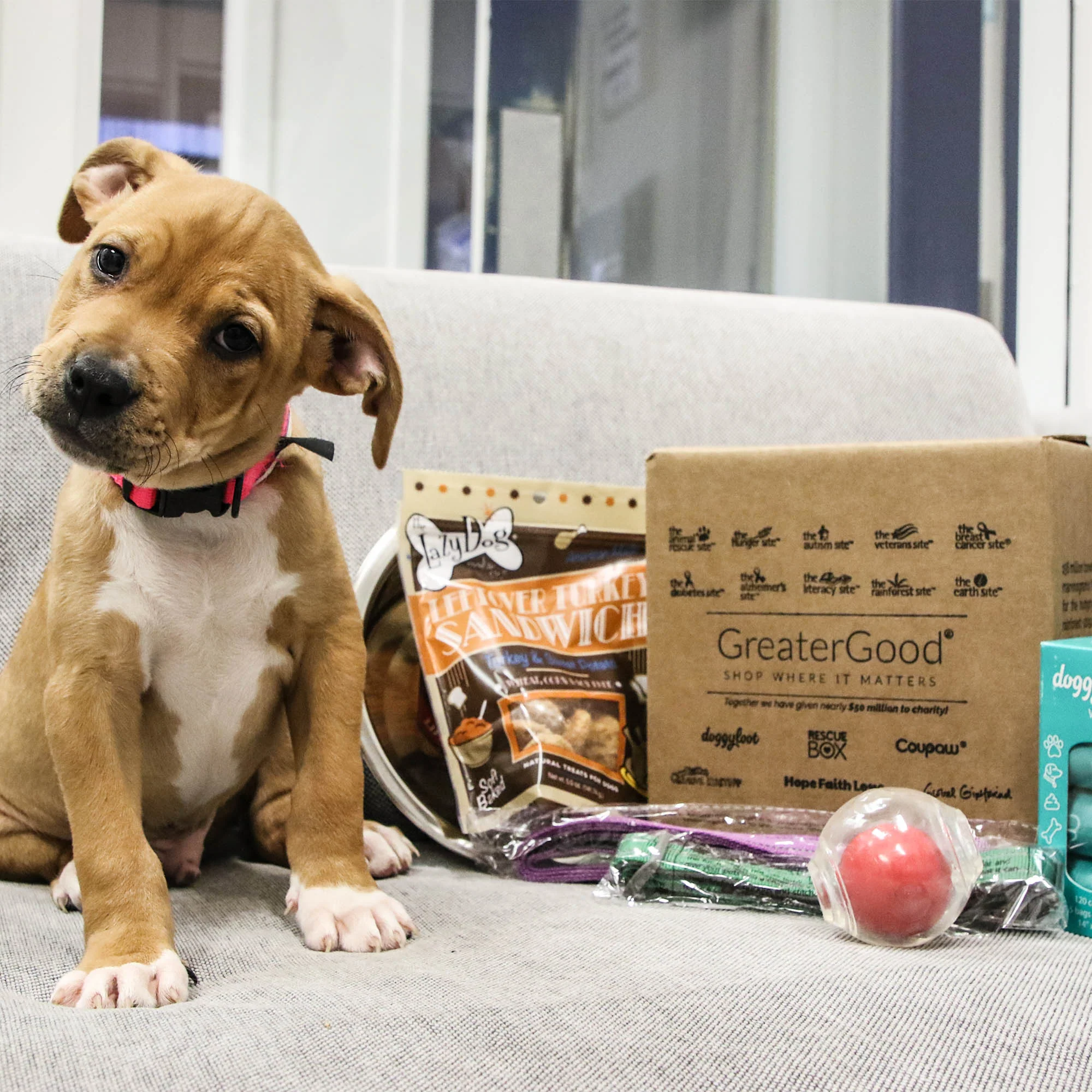 Care Kits for Pet Fosters - Image 2