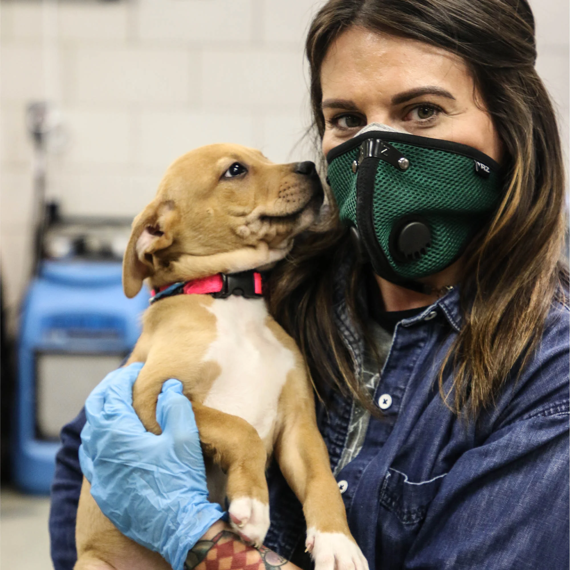 Care Kits for Pet Fosters - Image 3