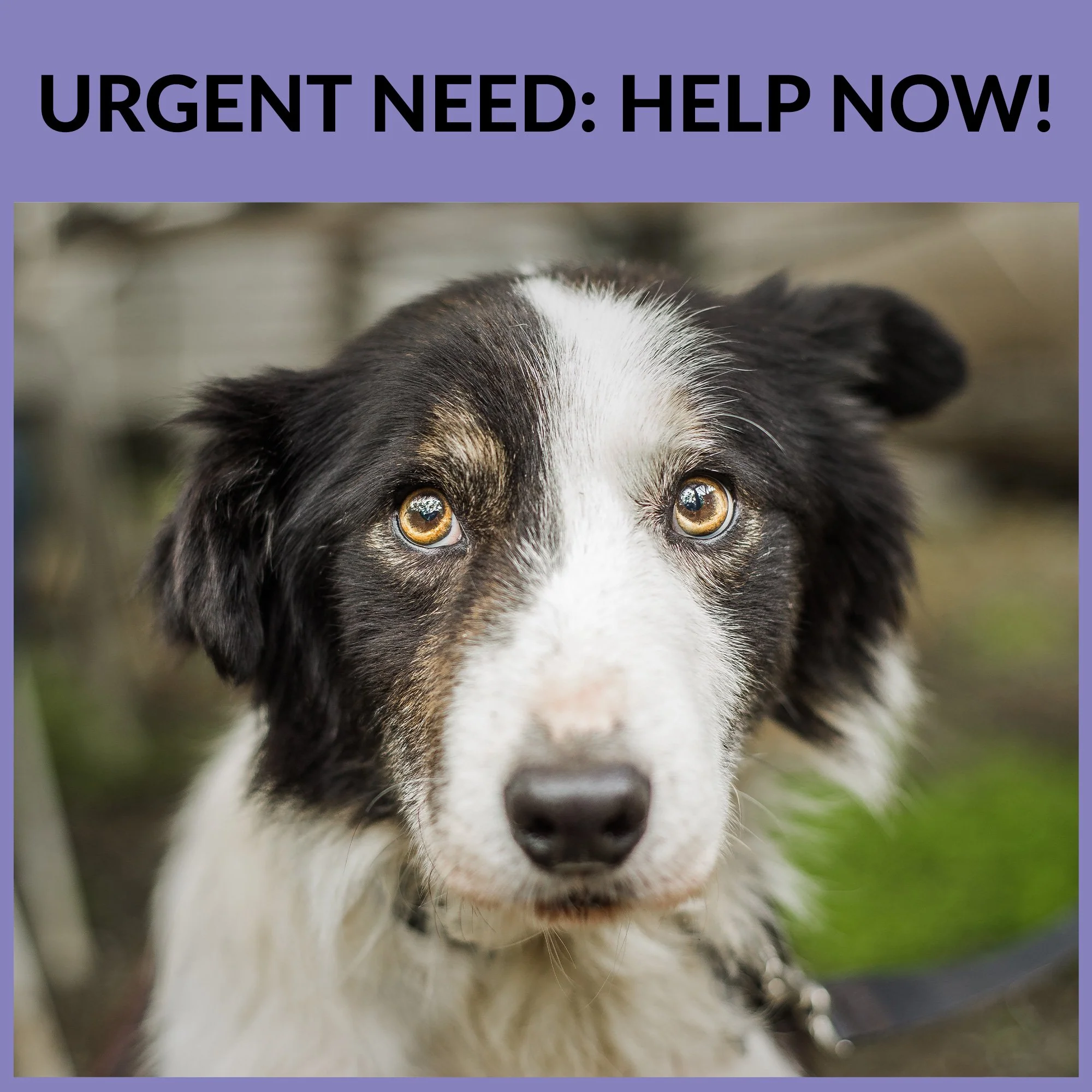 Care Kits for Pet Fosters - Image 4