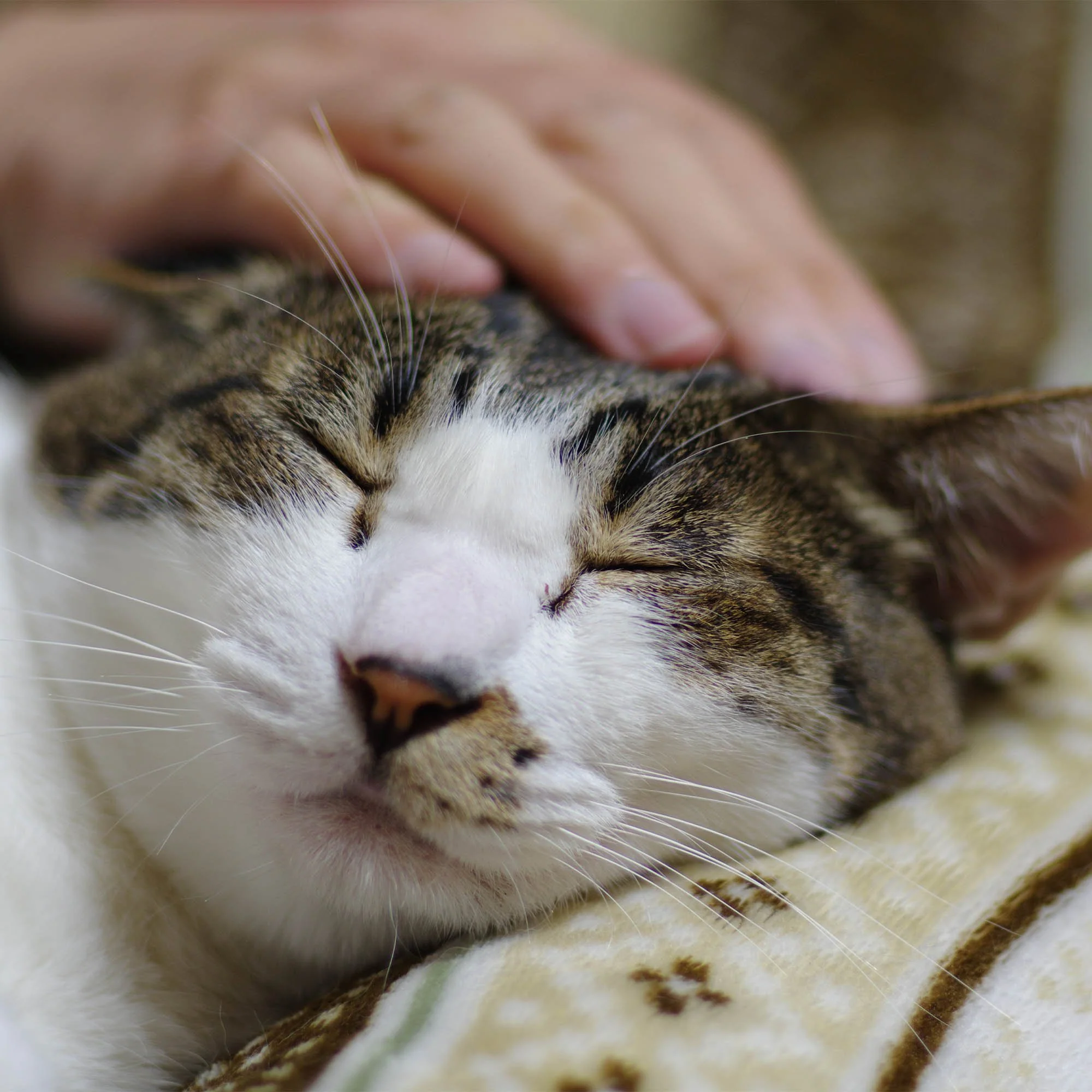 Care Kits for Pet Fosters - Image 5