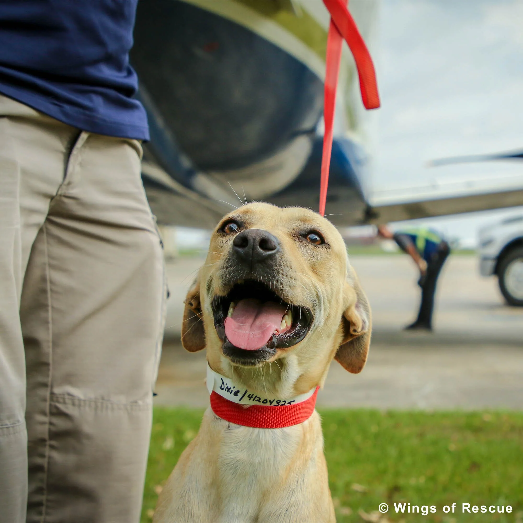 Adoption Kits for Pets To Have a Better Life - Image 2