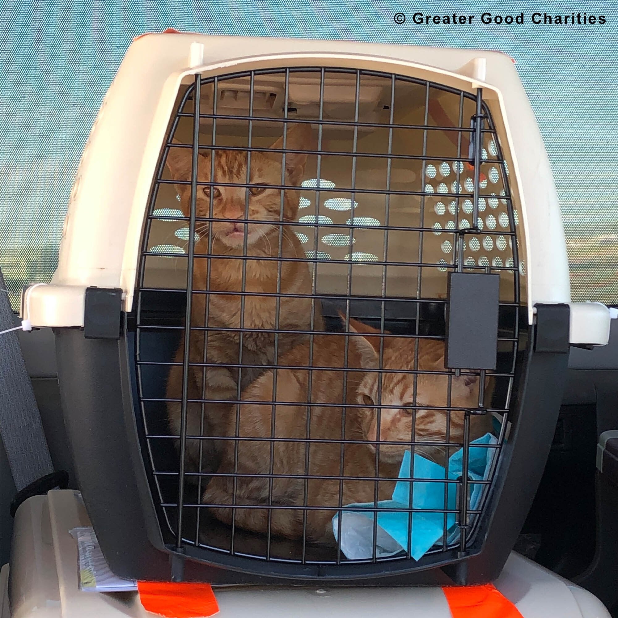 Adoption Kits for Pets To Have a Better Life - Image 3