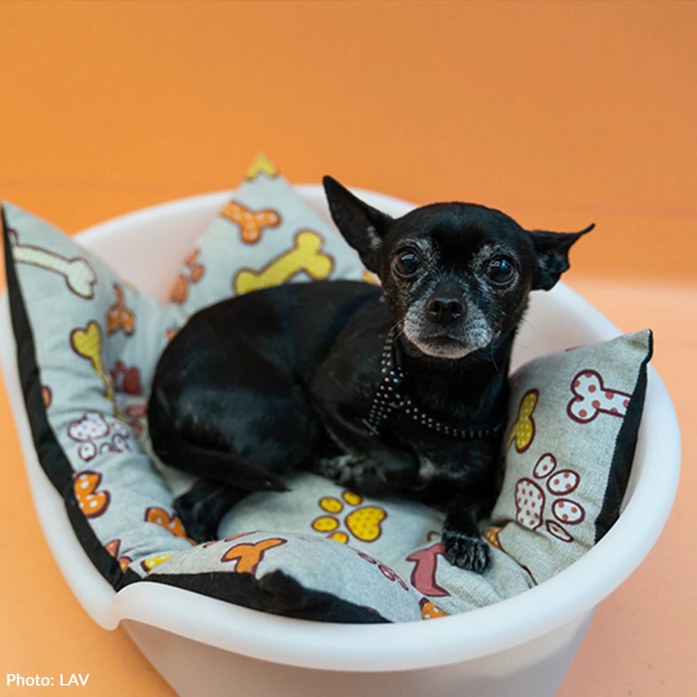 Send Support Packages To Senior Dogs - Image 10
