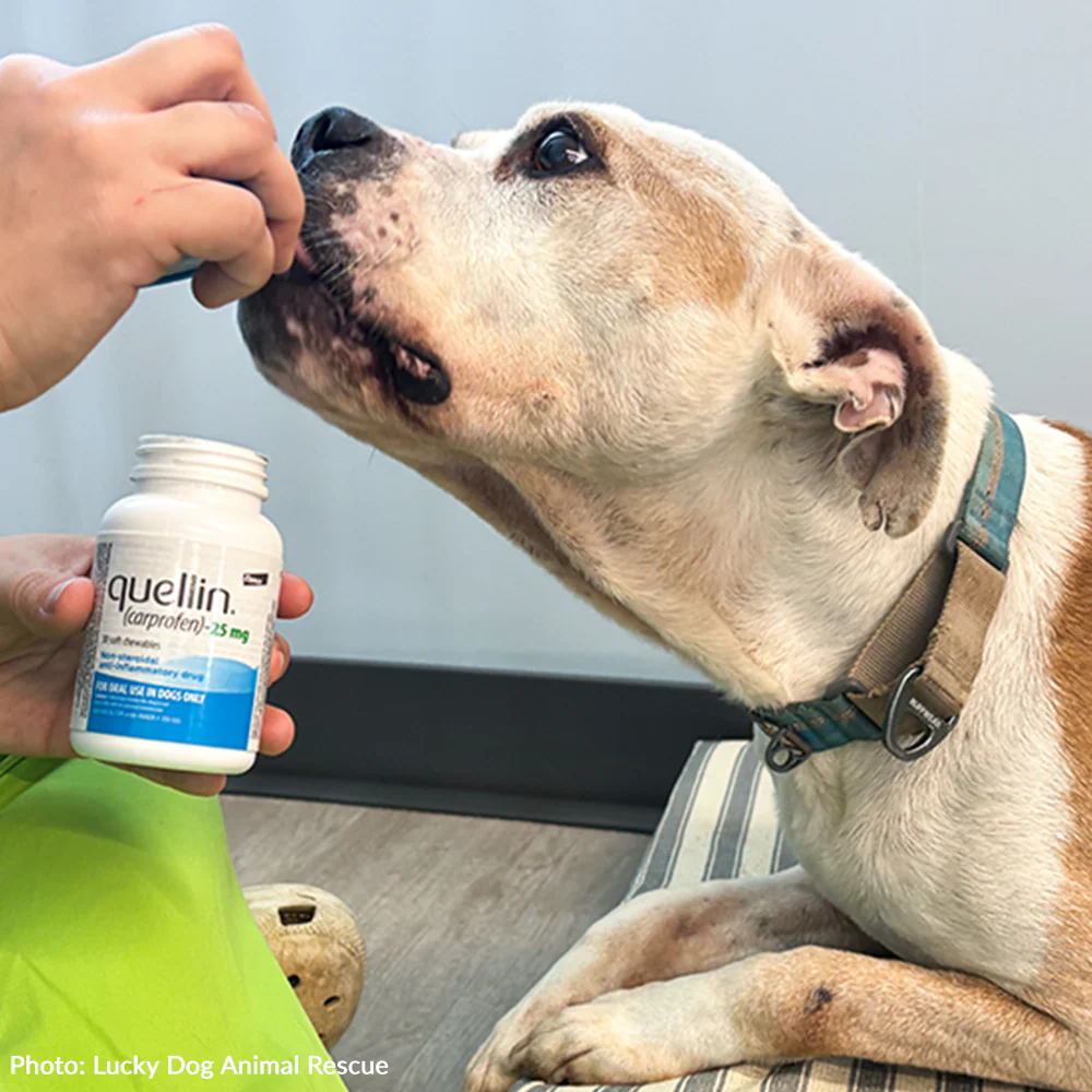 Send Support Packages To Senior Dogs - Image 11