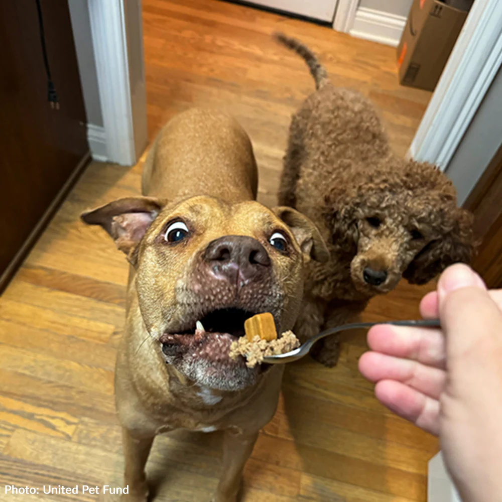 Send Support Packages To Senior Dogs - Image 12