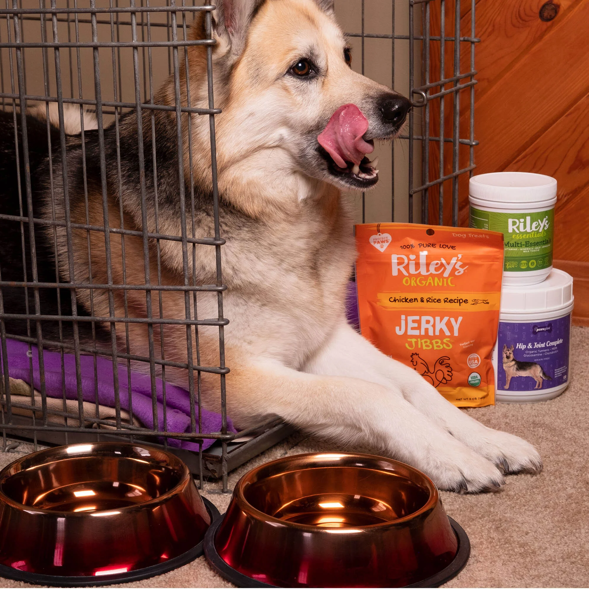 Send Support Packages To Senior Dogs - Image 14