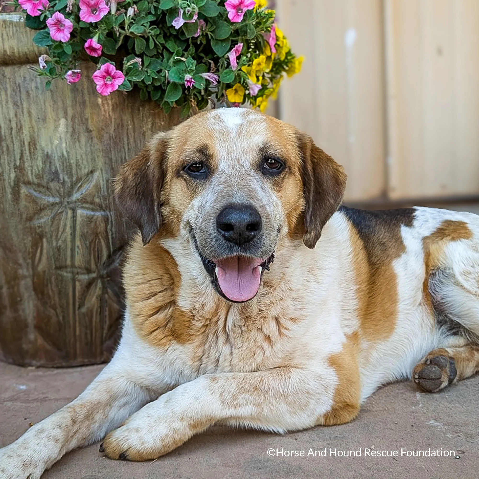 Send Support Packages To Senior Dogs - Image 2