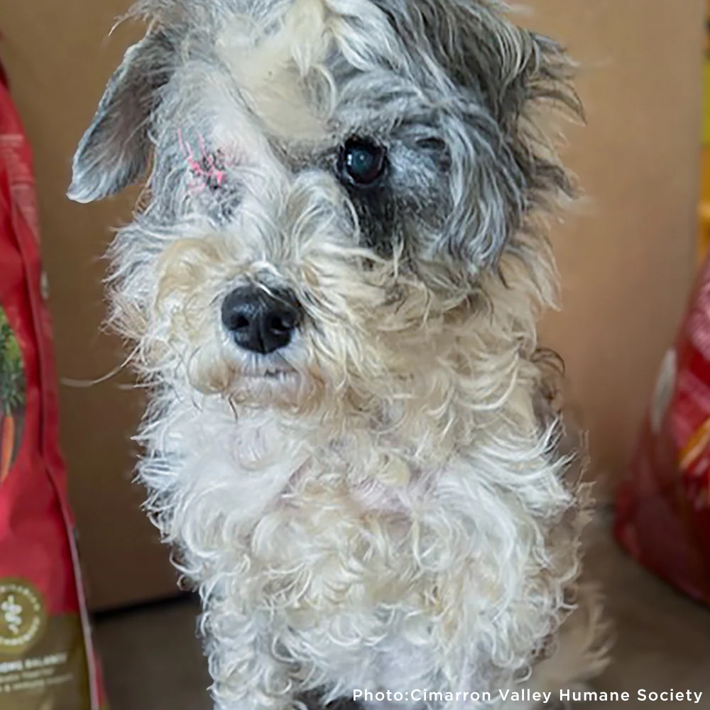 Send Support Packages To Senior Dogs - Image 3