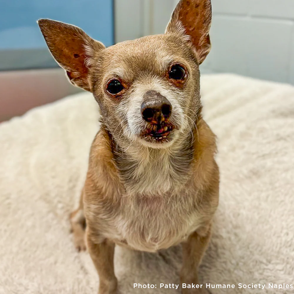 Send Support Packages To Senior Dogs - Image 4