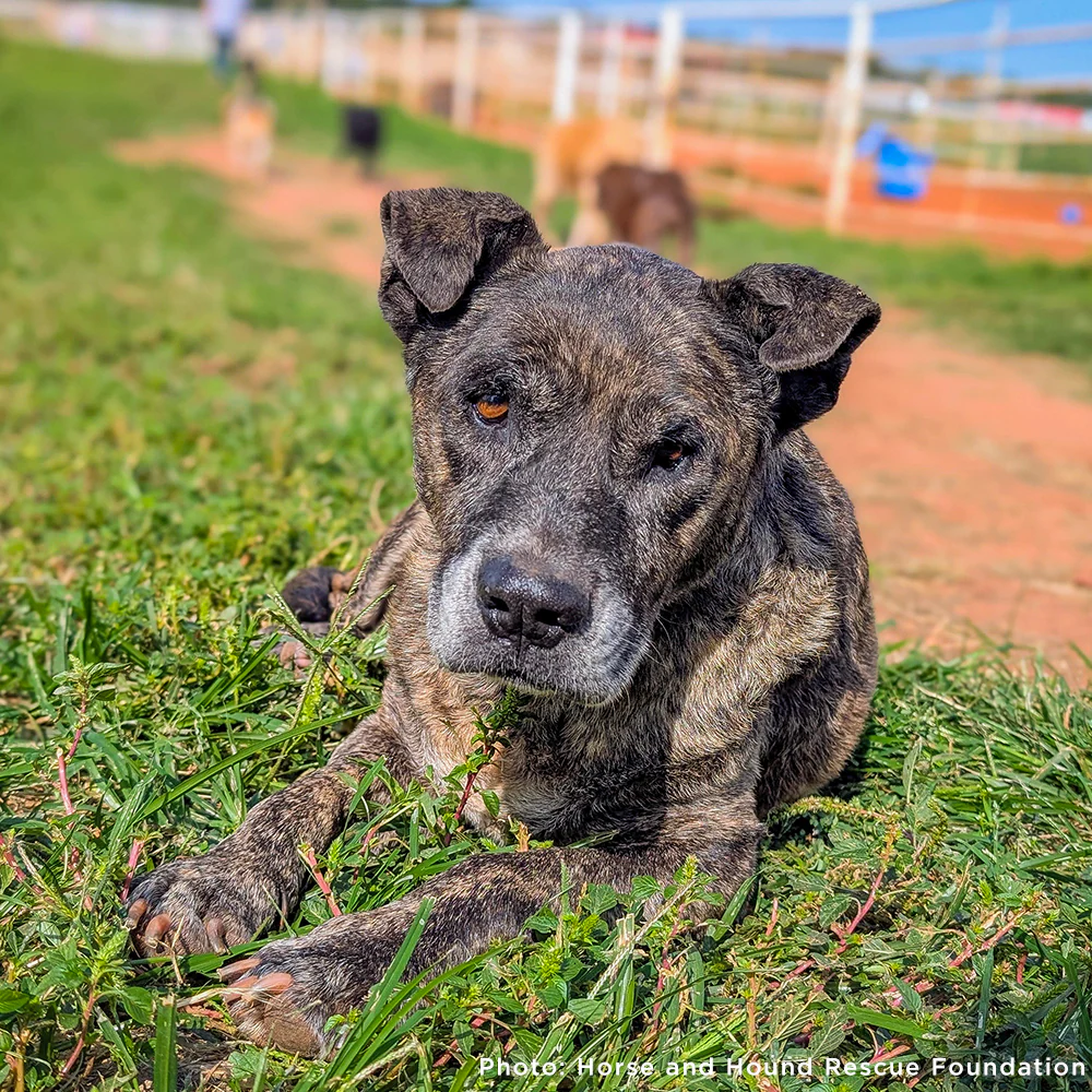 Send Support Packages To Senior Dogs - Image 5