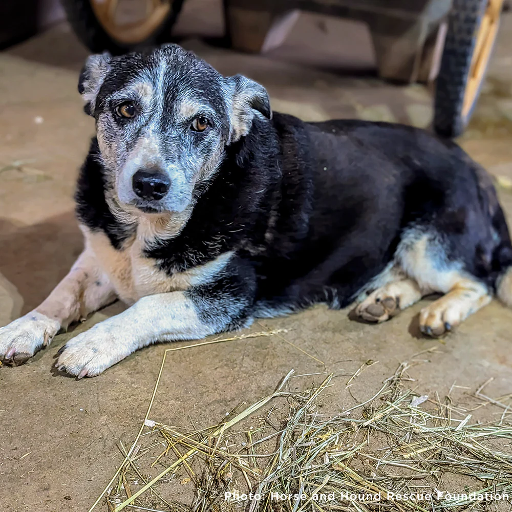 Send Support Packages To Senior Dogs - Image 7