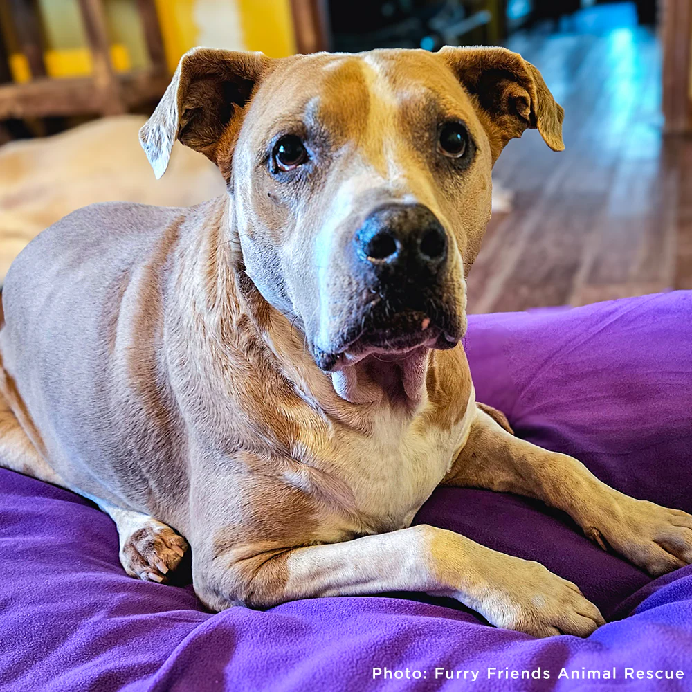 Send Support Packages To Senior Dogs - Image 9