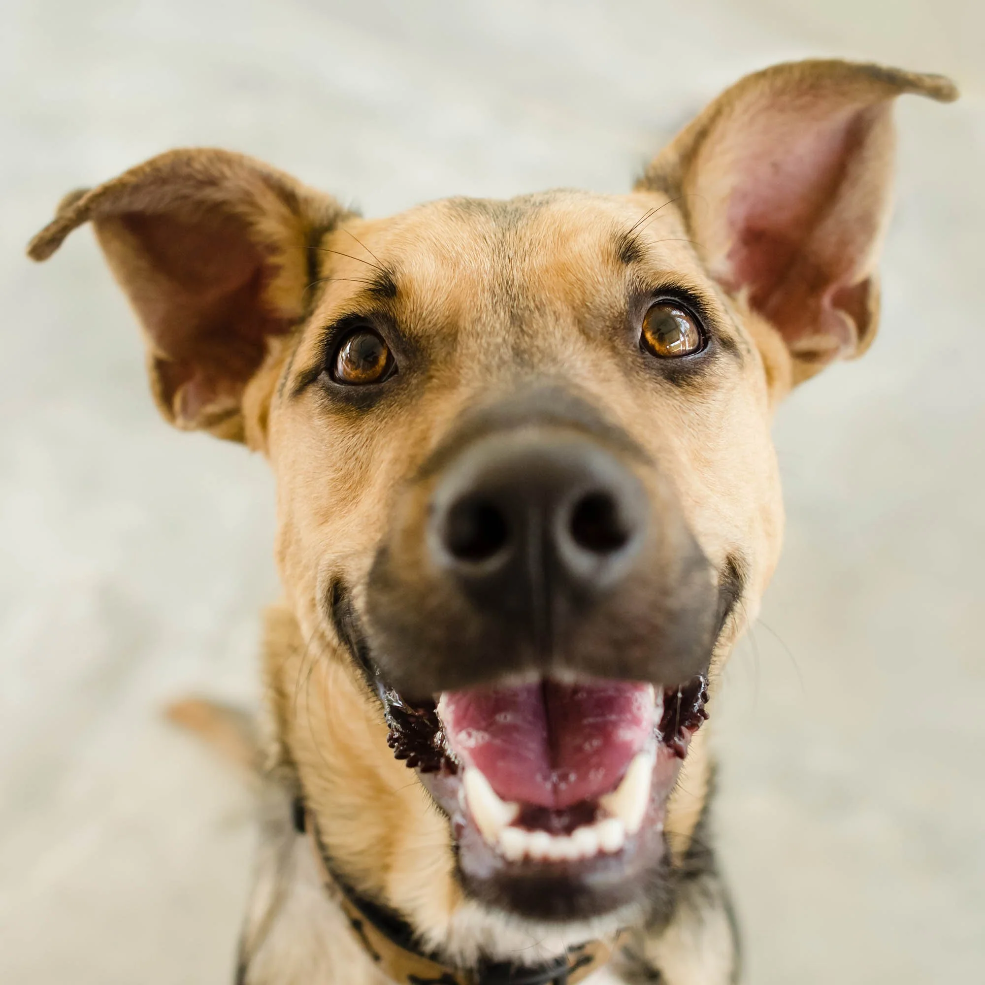Send Much Needed Supplies To Dogs Every Month - Image 6