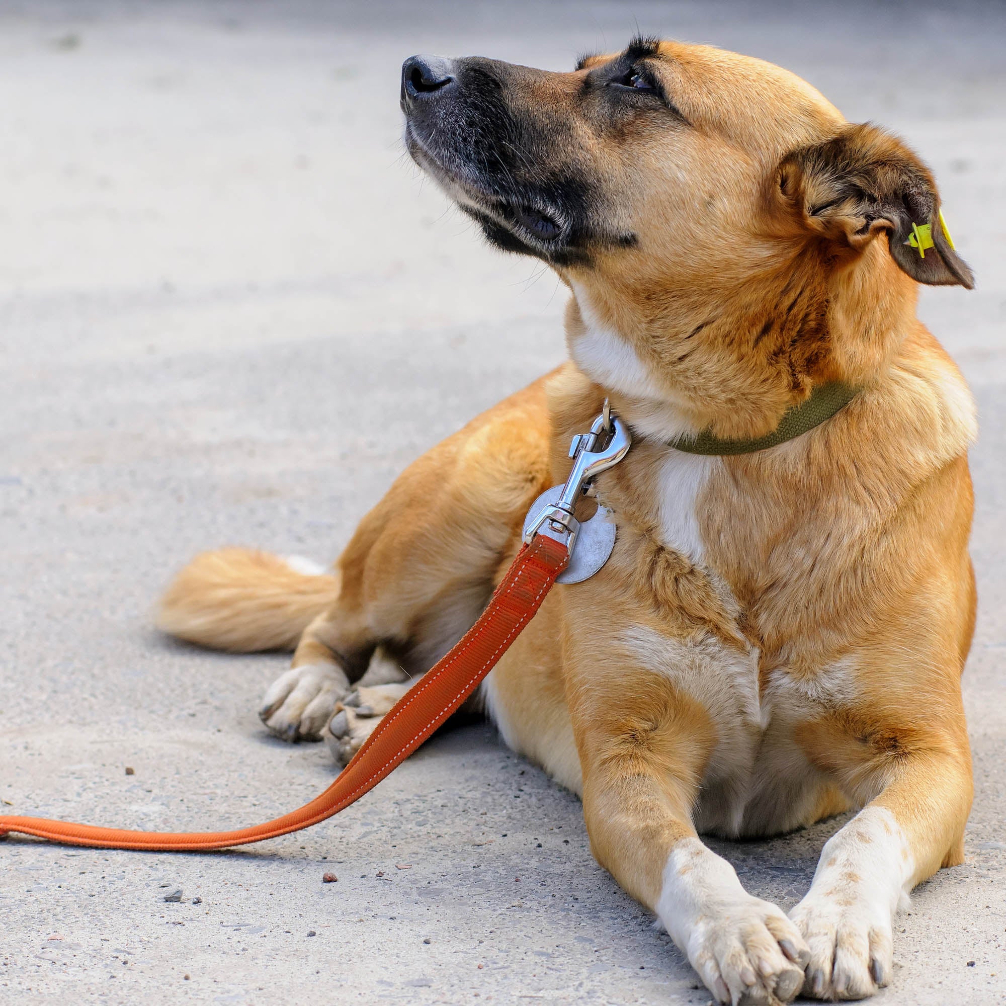 Send Much Needed Supplies To Dogs Every Month - Image 7