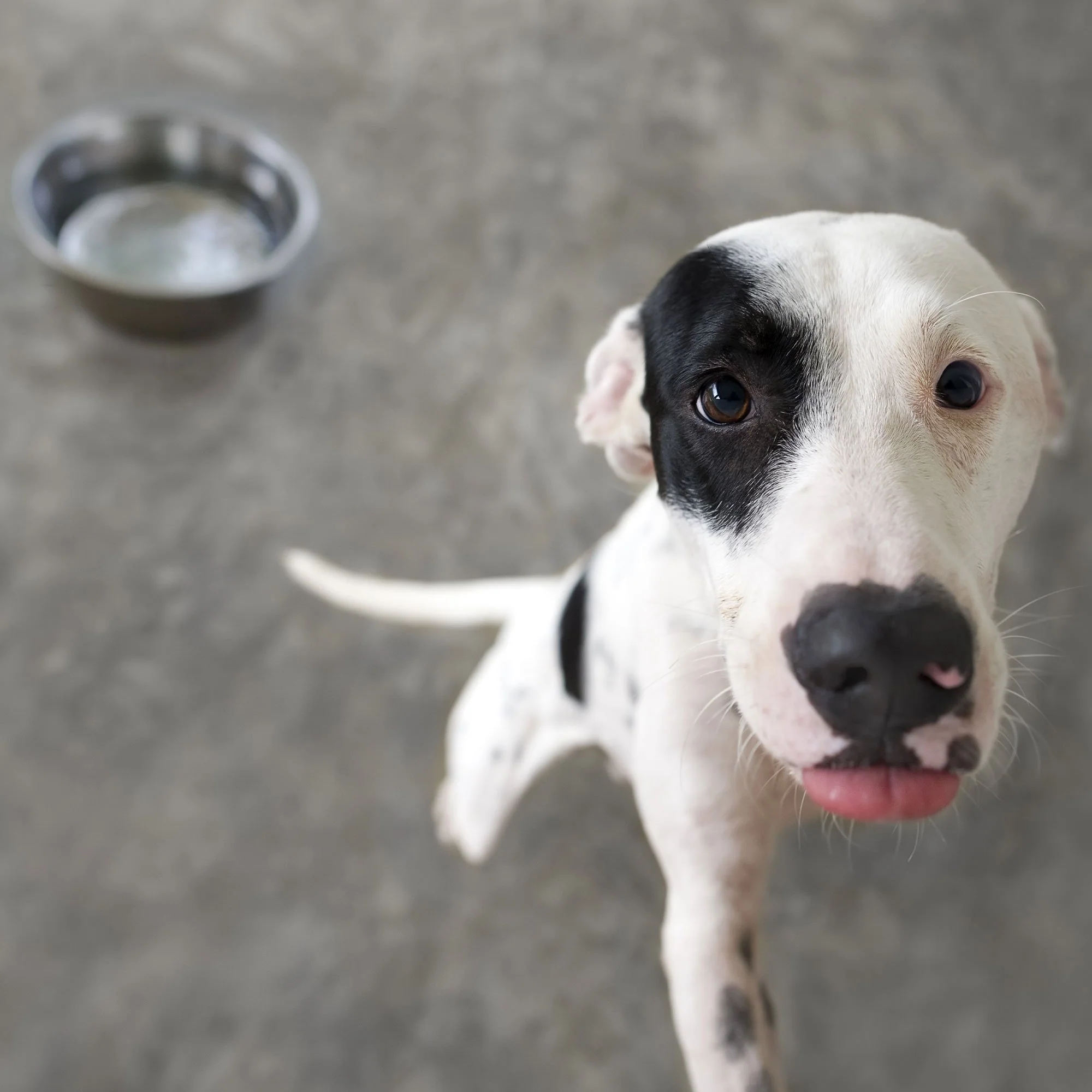 Send Much Needed Supplies To Dogs Every Month - Image 8