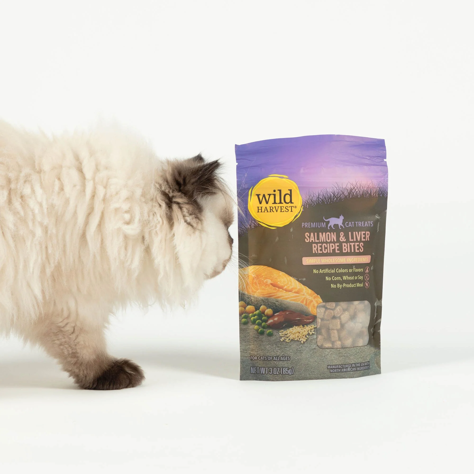 Send Much Needed Supplies To Cats Every Month - Image 11