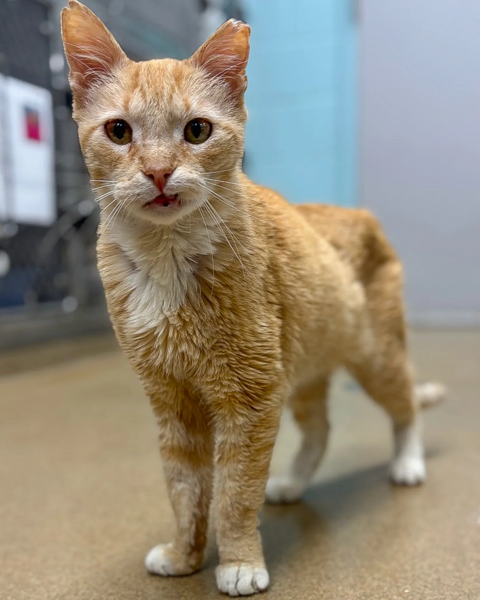 Send Support Packages to Senior Cats - Image 10