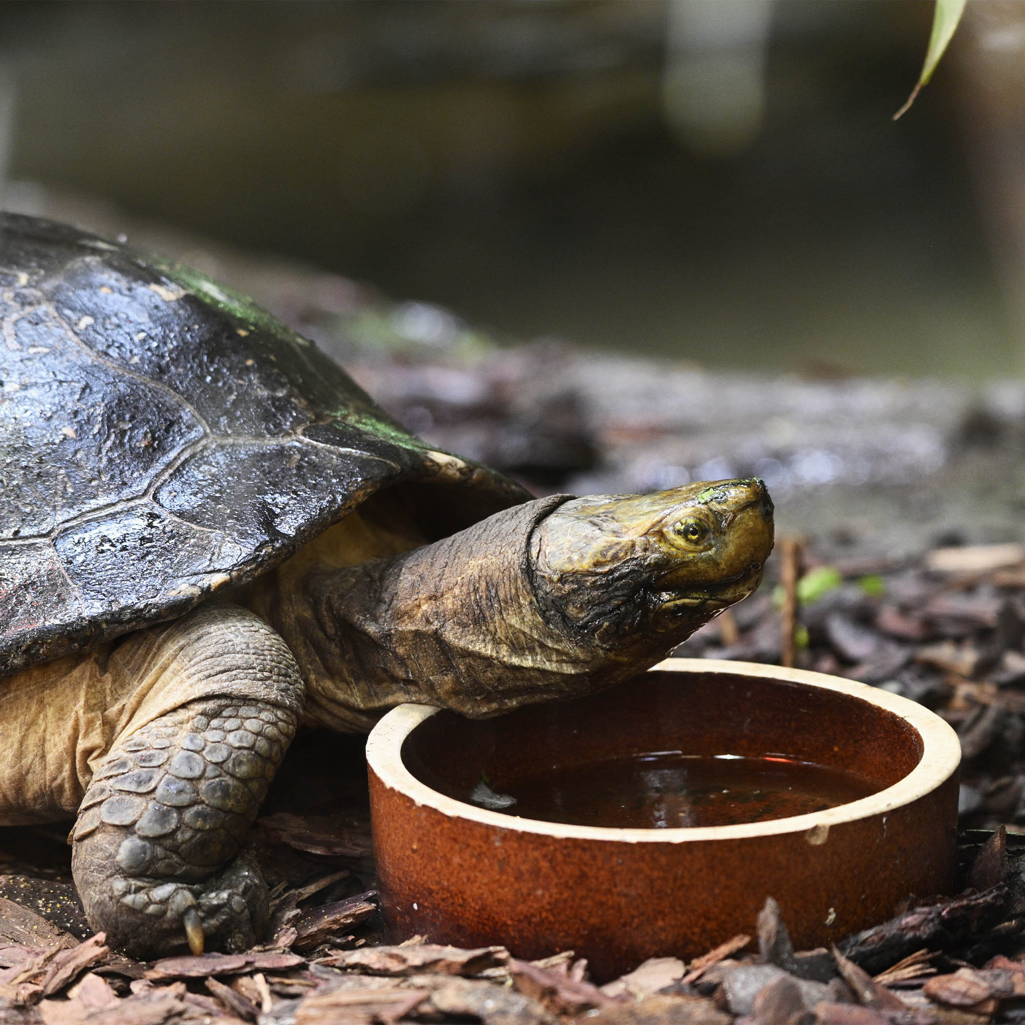 Help Rescued Turtles By Sending Supplies - Image 4