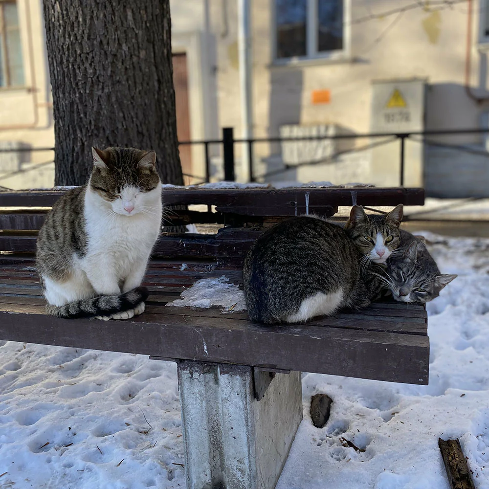 Give Shelter & Supplies to Stray Cats Living in Harsh Conditions - Image 10