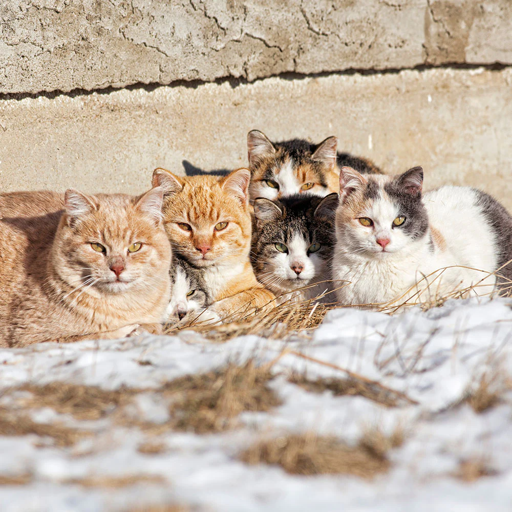 Give Shelter & Supplies to Stray Cats Living in Harsh Conditions - Image 11