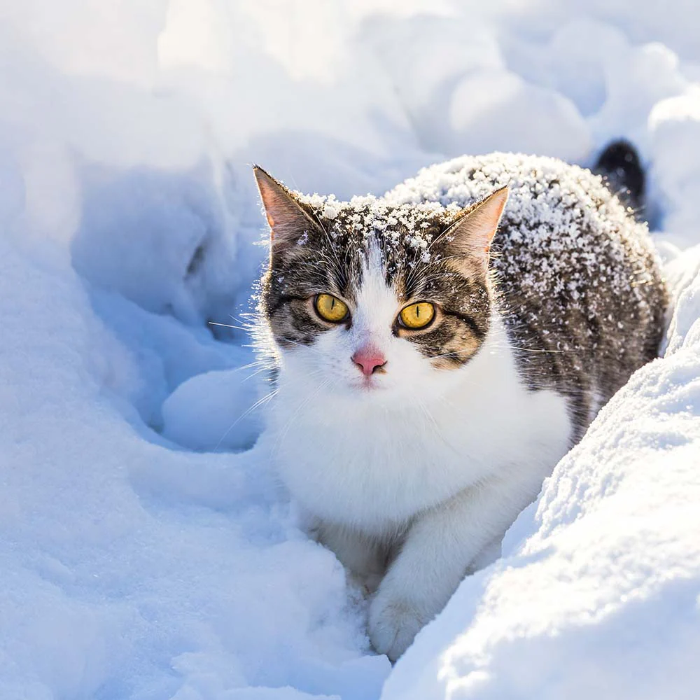 Give Shelter & Supplies to Stray Cats Living in Harsh Conditions - Image 12