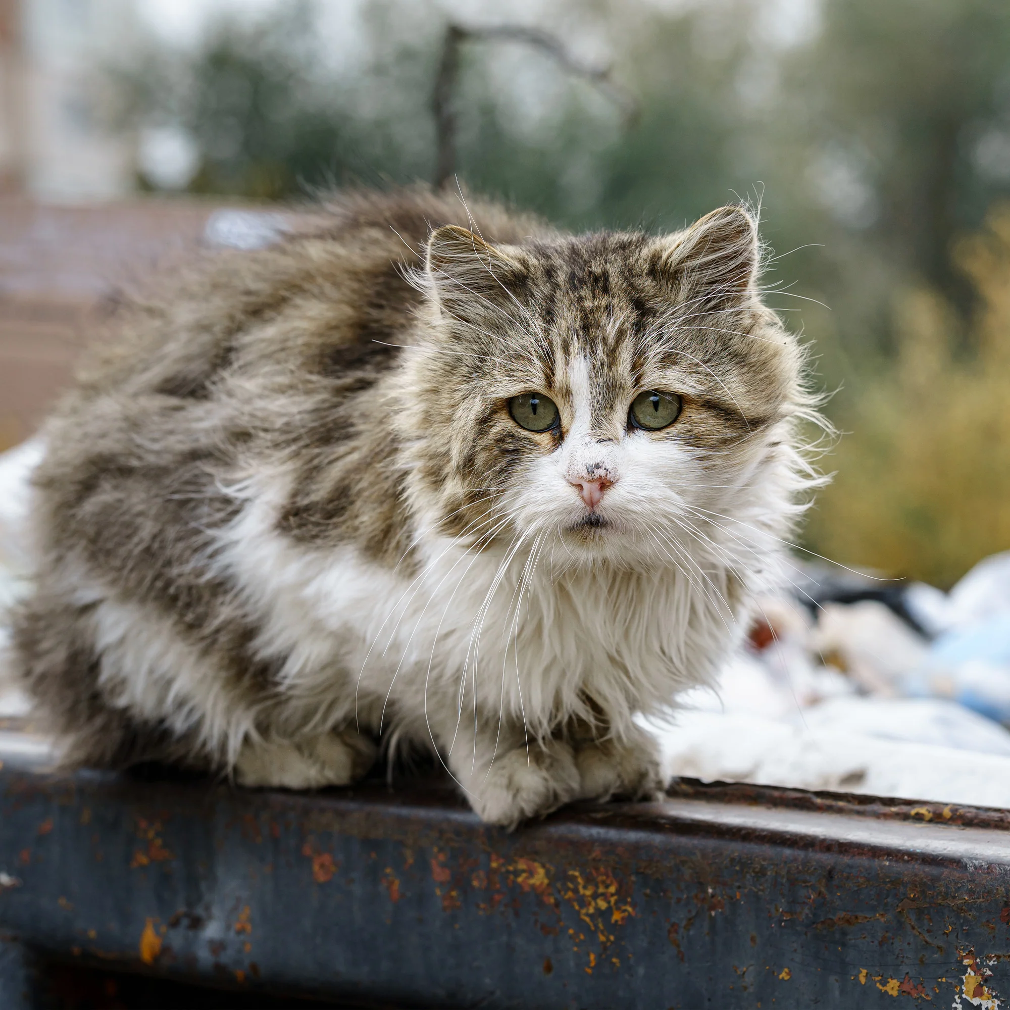 Give Shelter & Supplies to Stray Cats Living in Harsh Conditions - Image 13