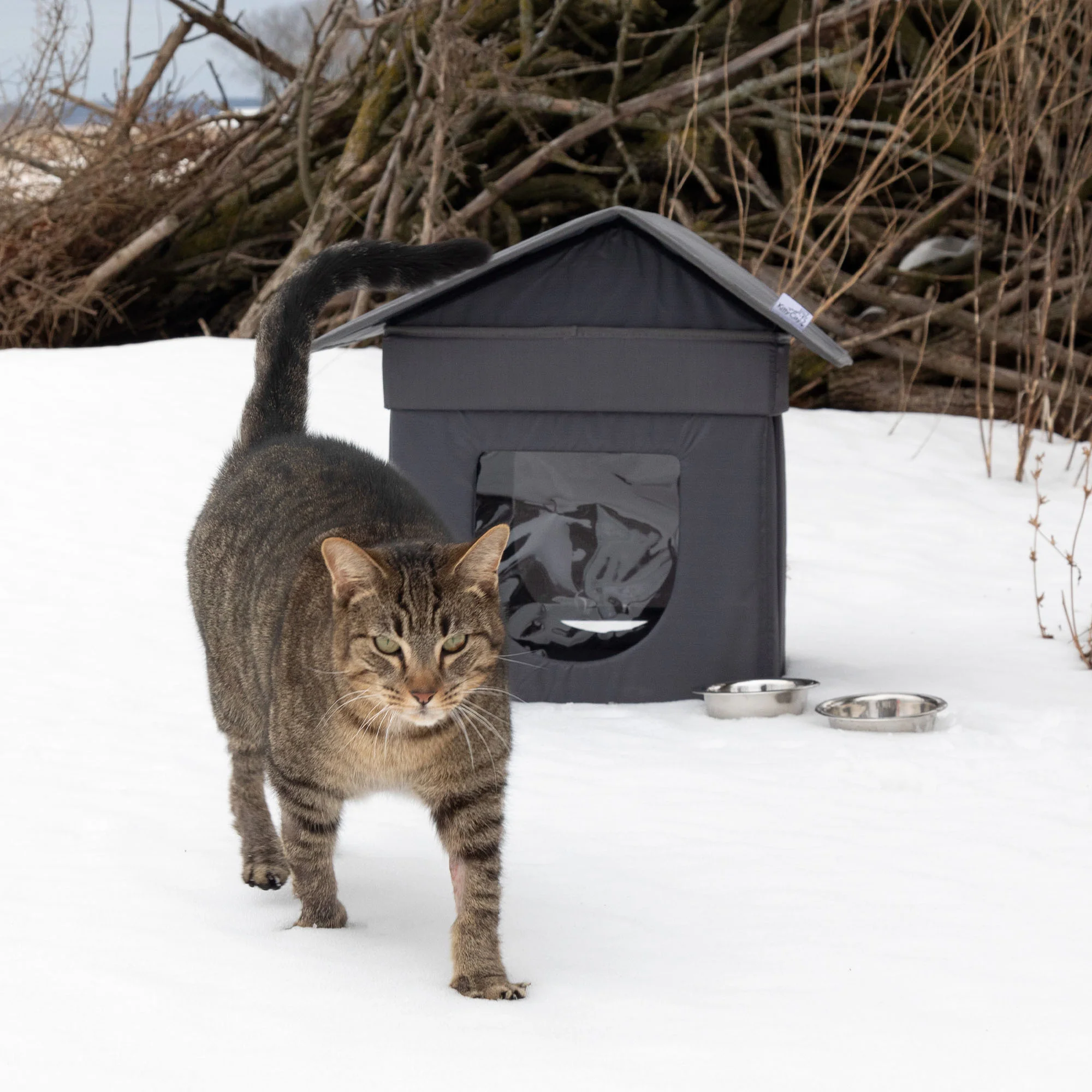 Give Shelter & Supplies to Stray Cats Living in Harsh Conditions - Image 14