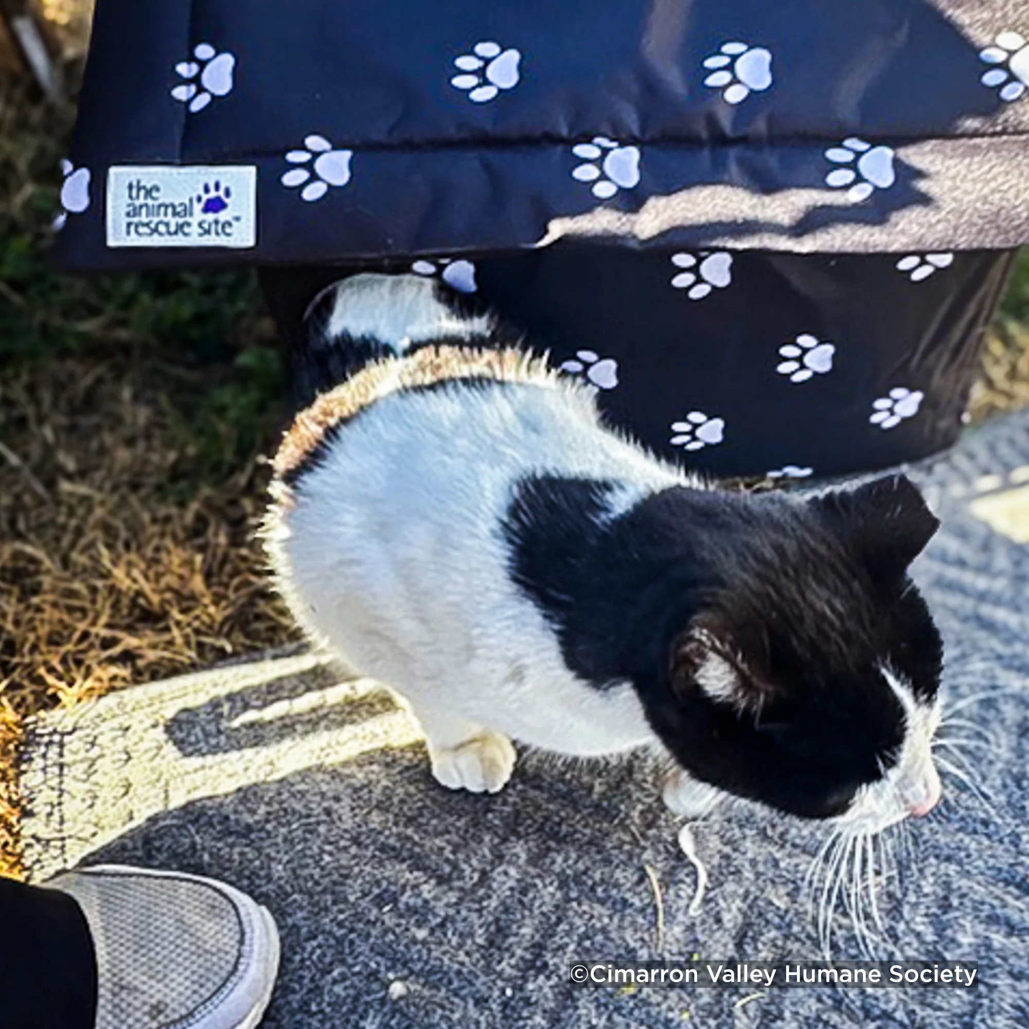 Give Shelter & Supplies to Stray Cats Living in Harsh Conditions - Image 2