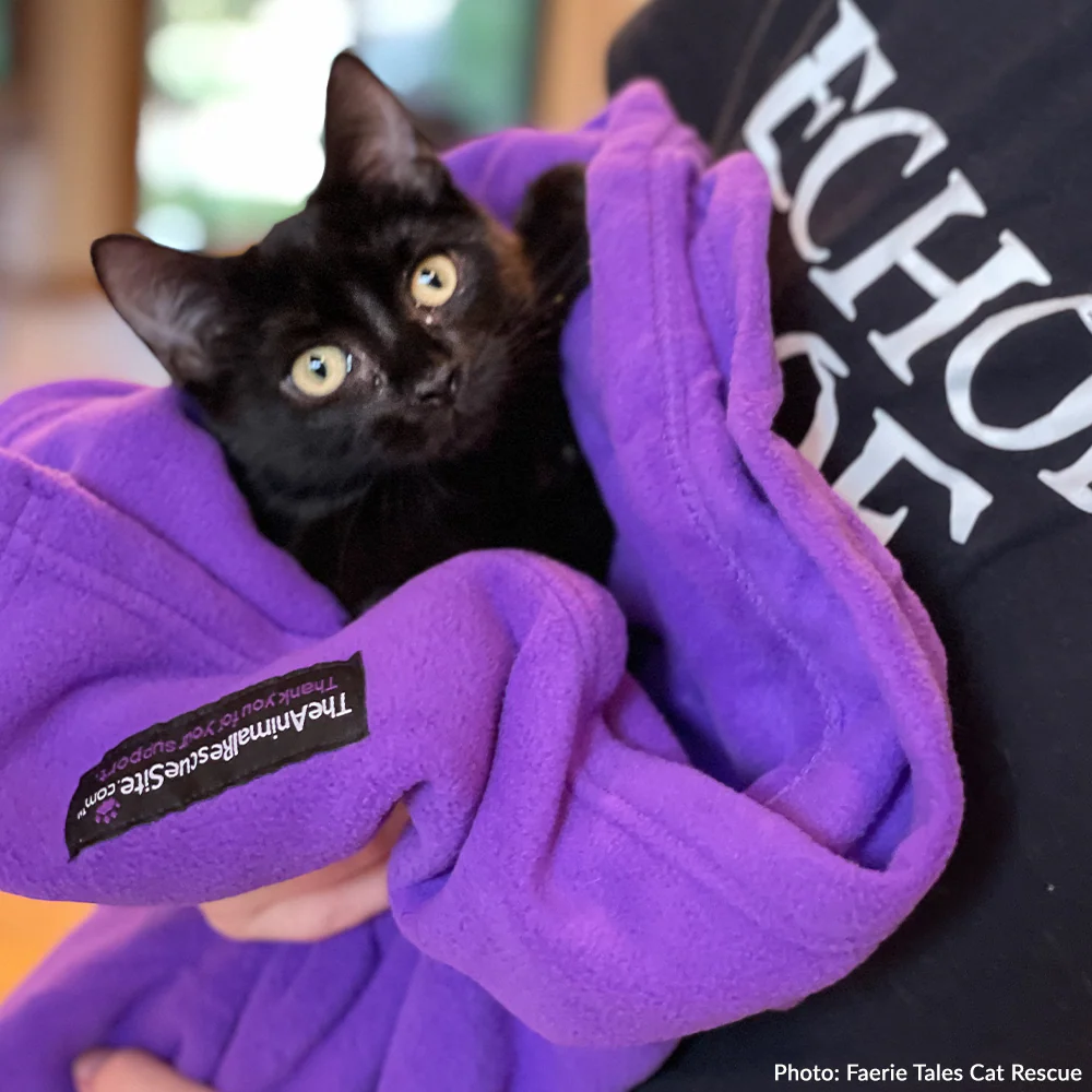 Give Shelter & Supplies to Stray Cats Living in Harsh Conditions - Image 3