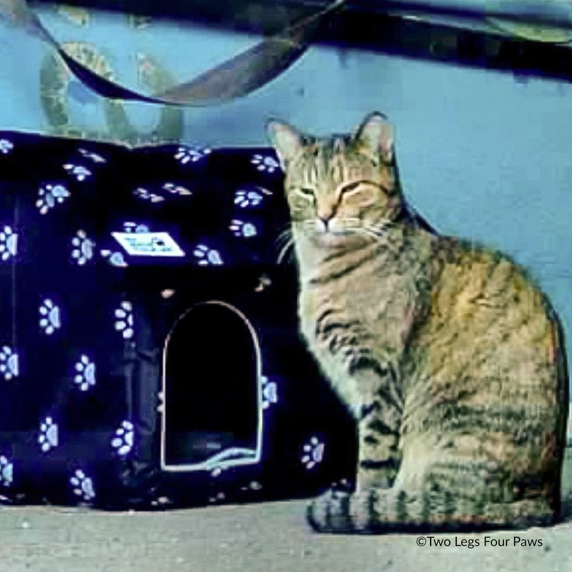 Give Shelter & Supplies to Stray Cats Living in Harsh Conditions - Image 5