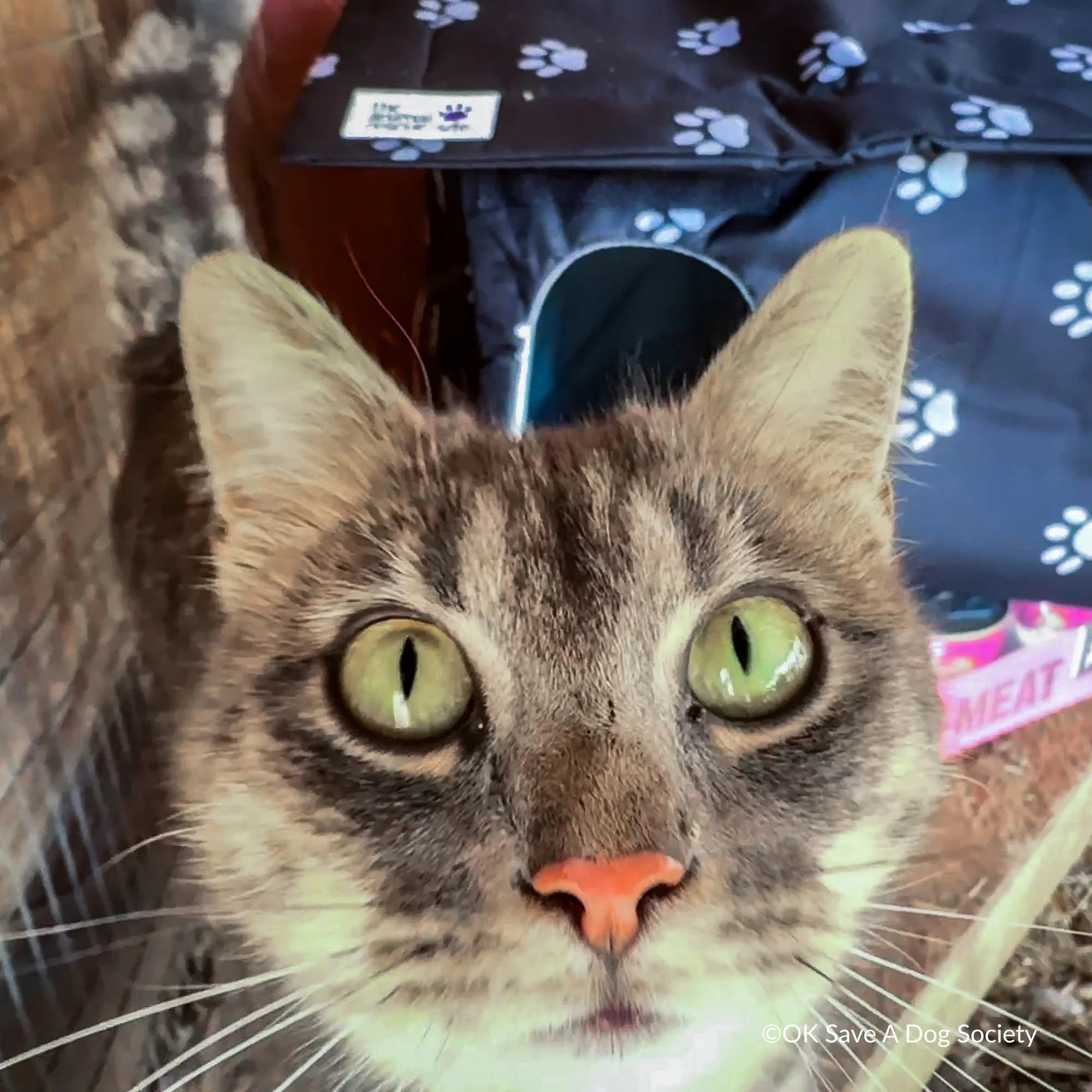Give Shelter & Supplies to Stray Cats Living in Harsh Conditions - Image 6