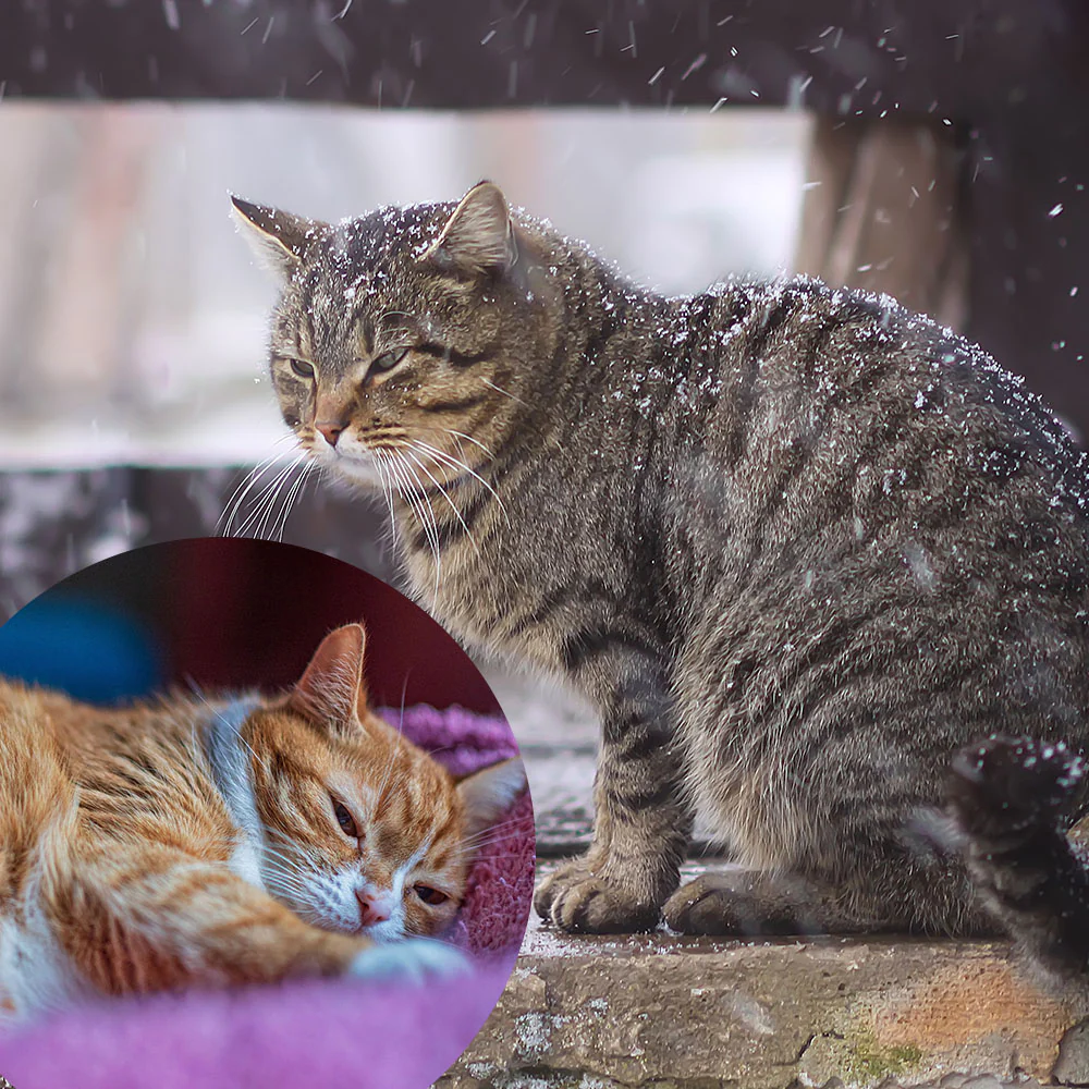 Give Shelter & Supplies to Stray Cats Living in Harsh Conditions - Image 7