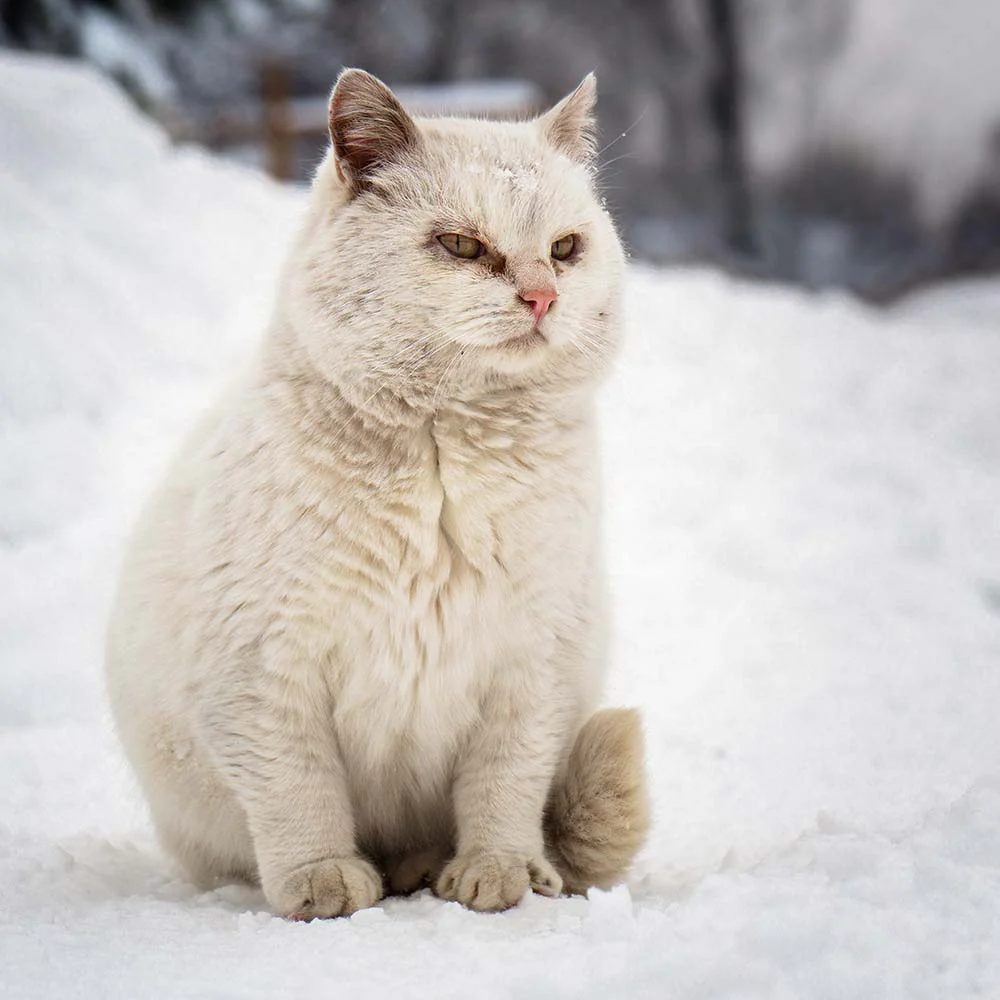 Give Shelter & Supplies to Stray Cats Living in Harsh Conditions - Image 8