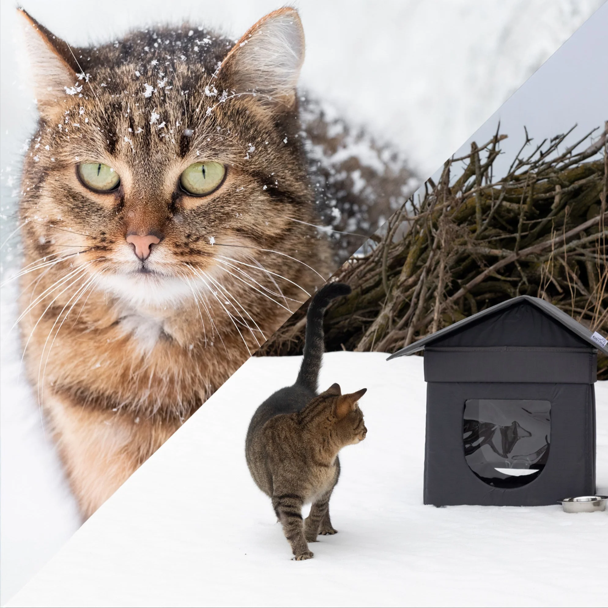 Give Shelter & Supplies to Stray Cats Living in Harsh Conditions - Image 9