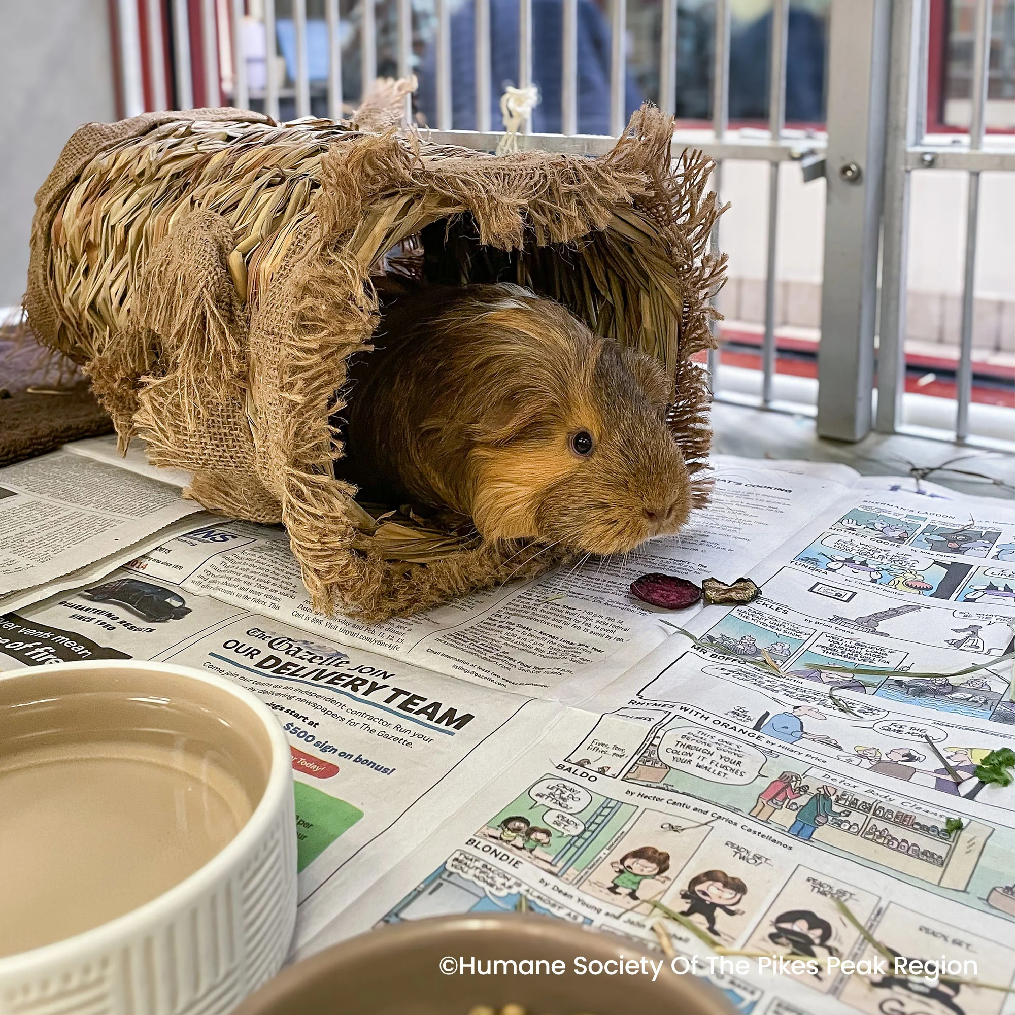 Send Supplies to Hamsters, Guinea Pigs and Other Small Animals - Image 4