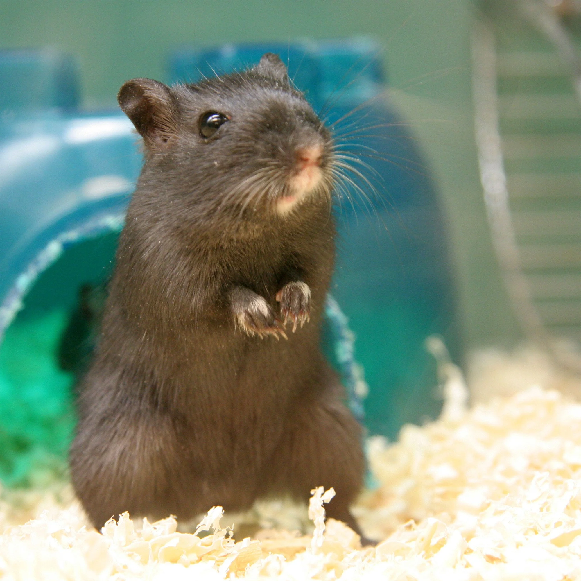 Send Supplies to Hamsters, Guinea Pigs and Other Small Animals - Image 9