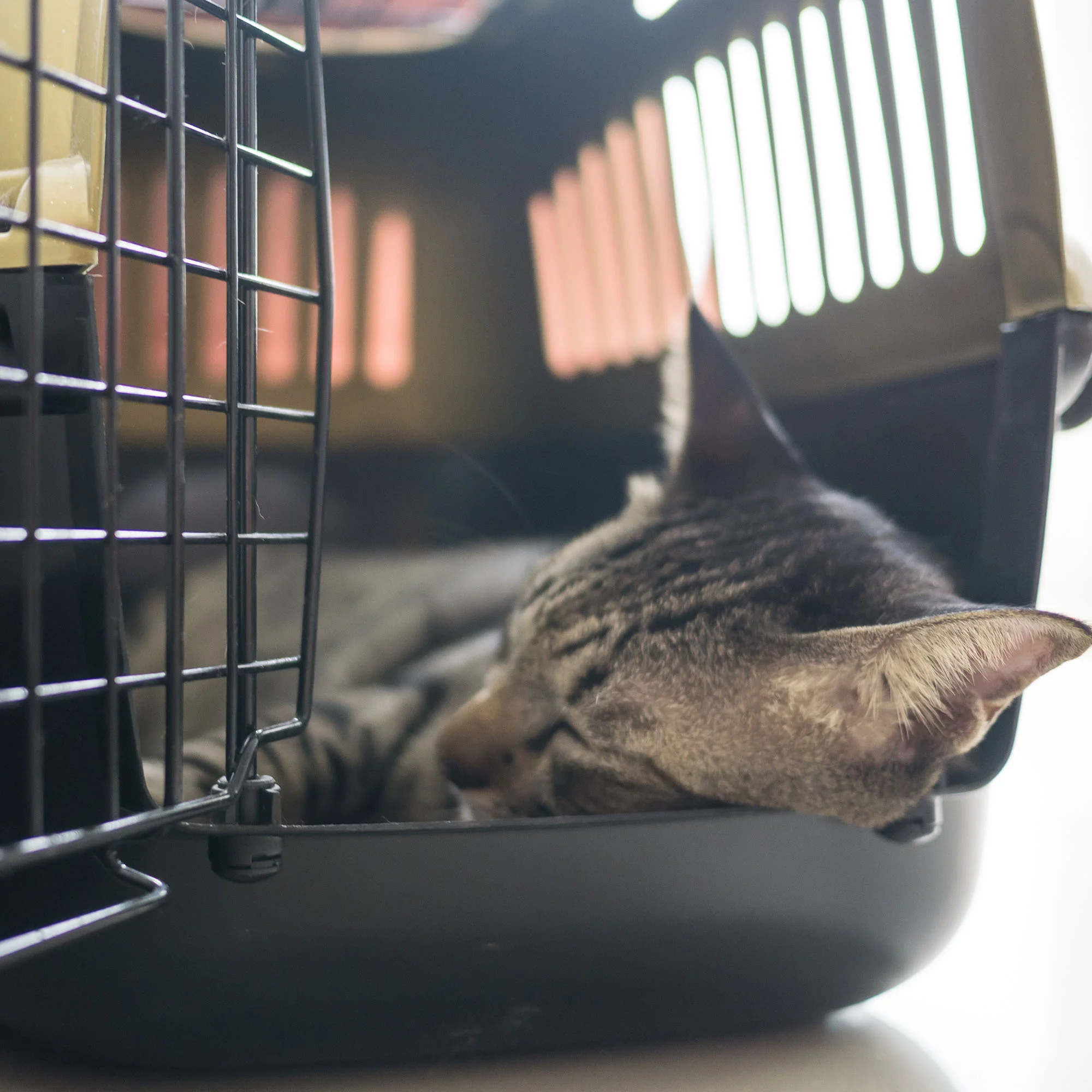 Send Crates to Animals: Provide Comfort & Safety - Image 3