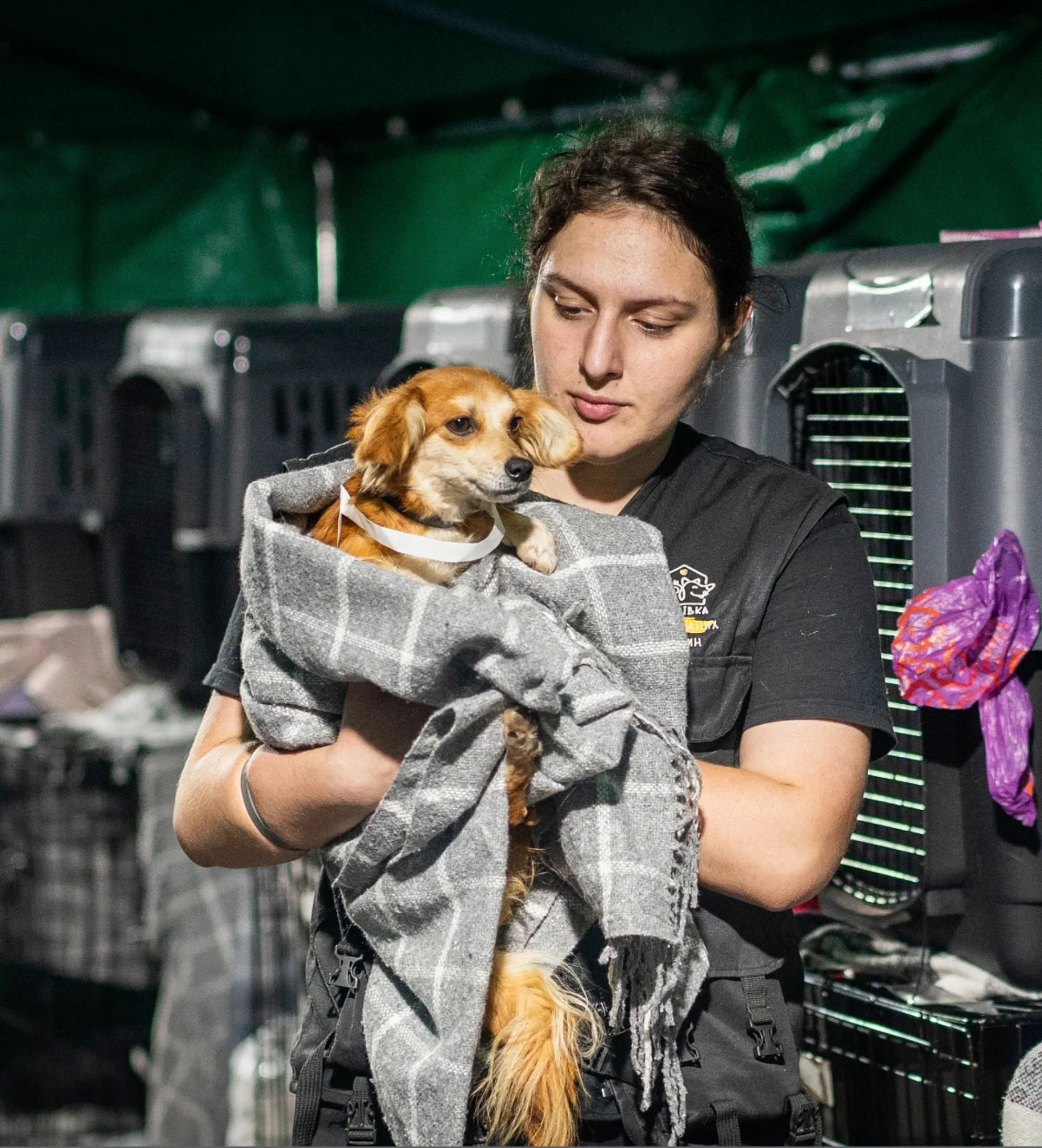 Send Blankets to People & Pets of Ukraine - Image 8