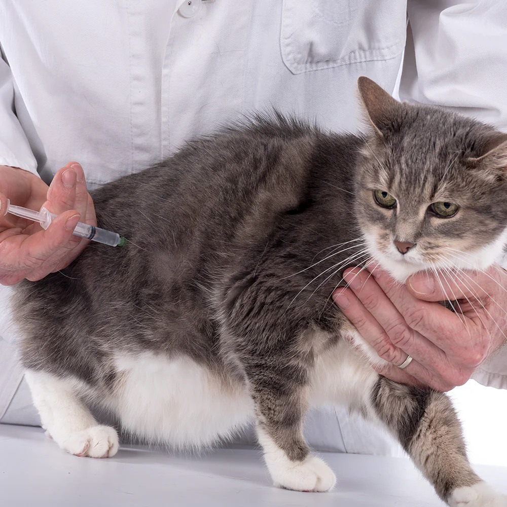 Protect Shelter Pets from Highly Contagious and Deadly Diseases - Image 3
