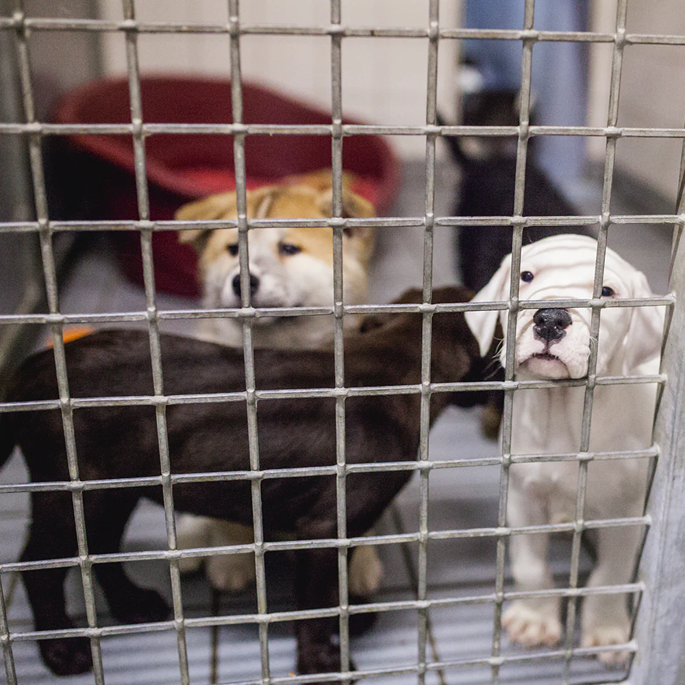 Protect Shelter Pets from Highly Contagious and Deadly Diseases - Image 4