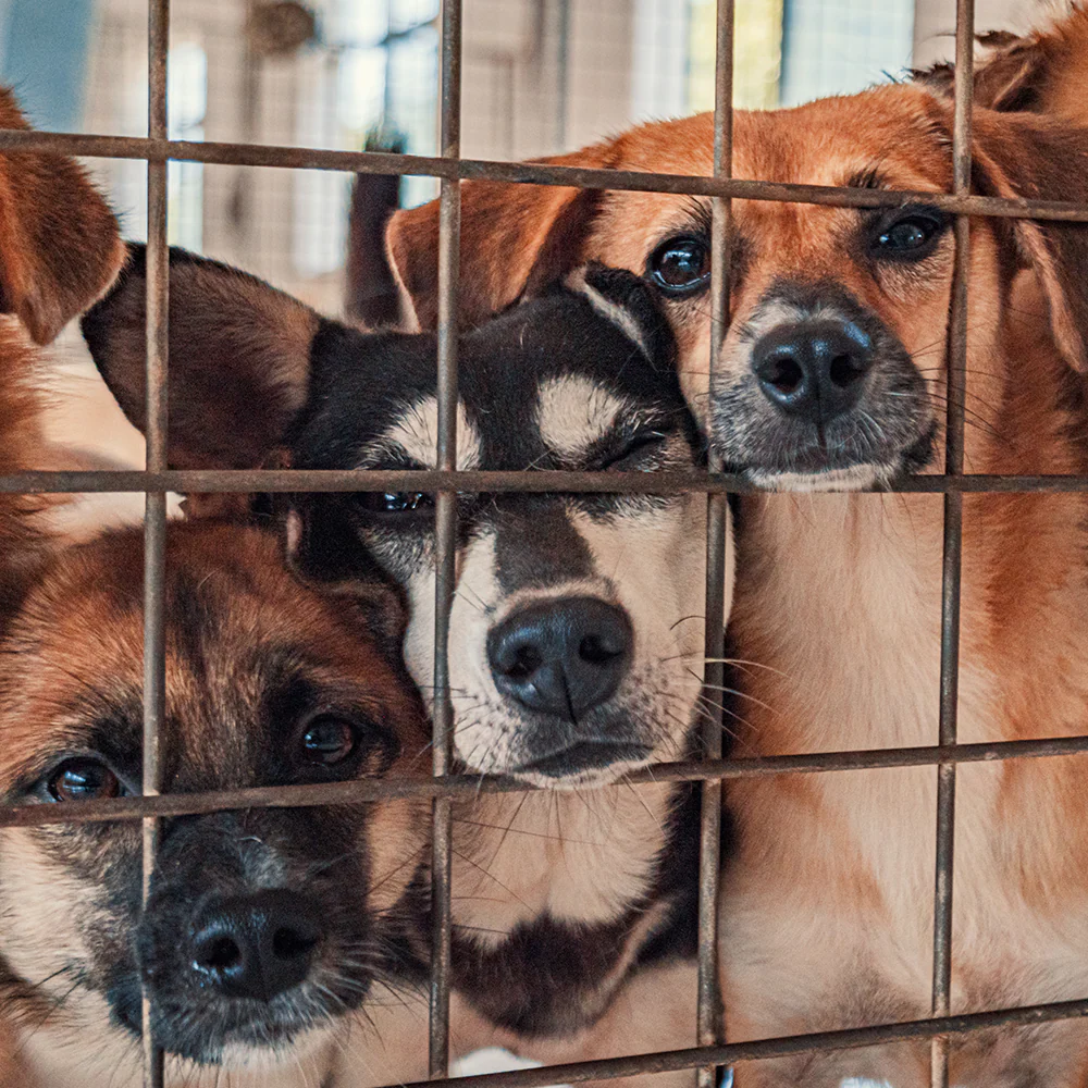 Protect Shelter Pets from Highly Contagious and Deadly Diseases - Image 5