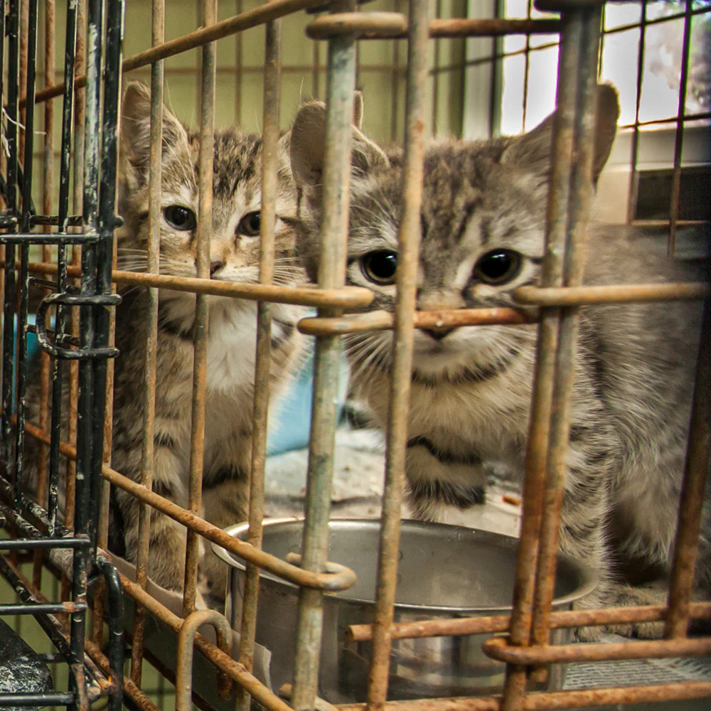 Protect Shelter Pets from Highly Contagious and Deadly Diseases - Image 6
