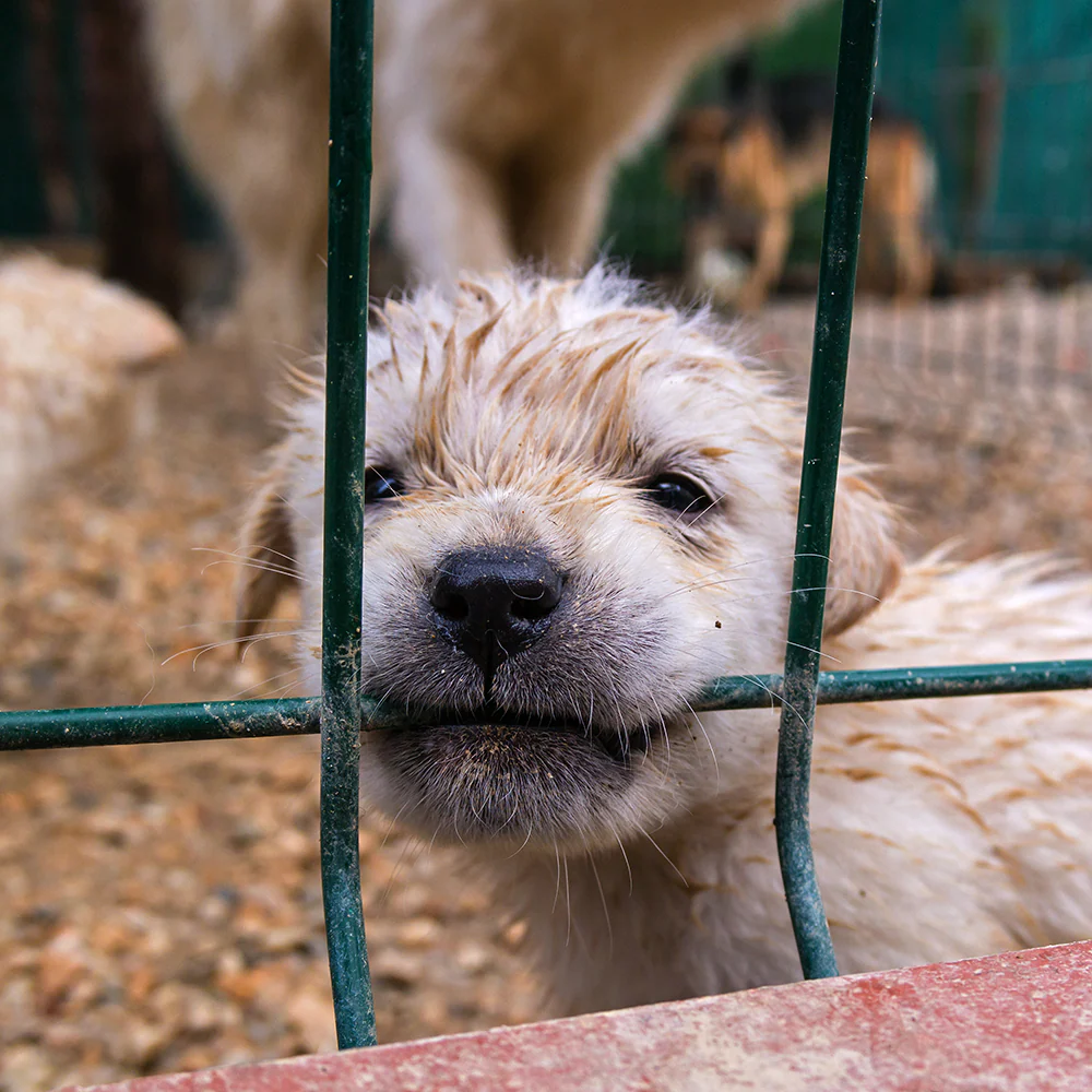Protect Shelter Pets from Highly Contagious and Deadly Diseases - Image 7