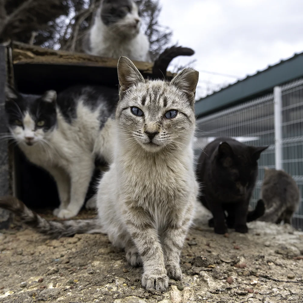 Protect Shelter Pets from Highly Contagious and Deadly Diseases - Image 8